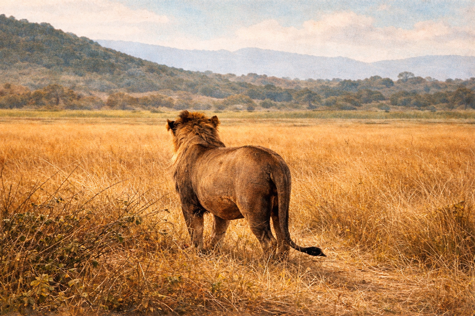 lion watercolour.png