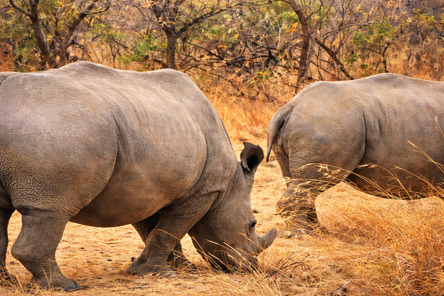 white rhino watercolor.png