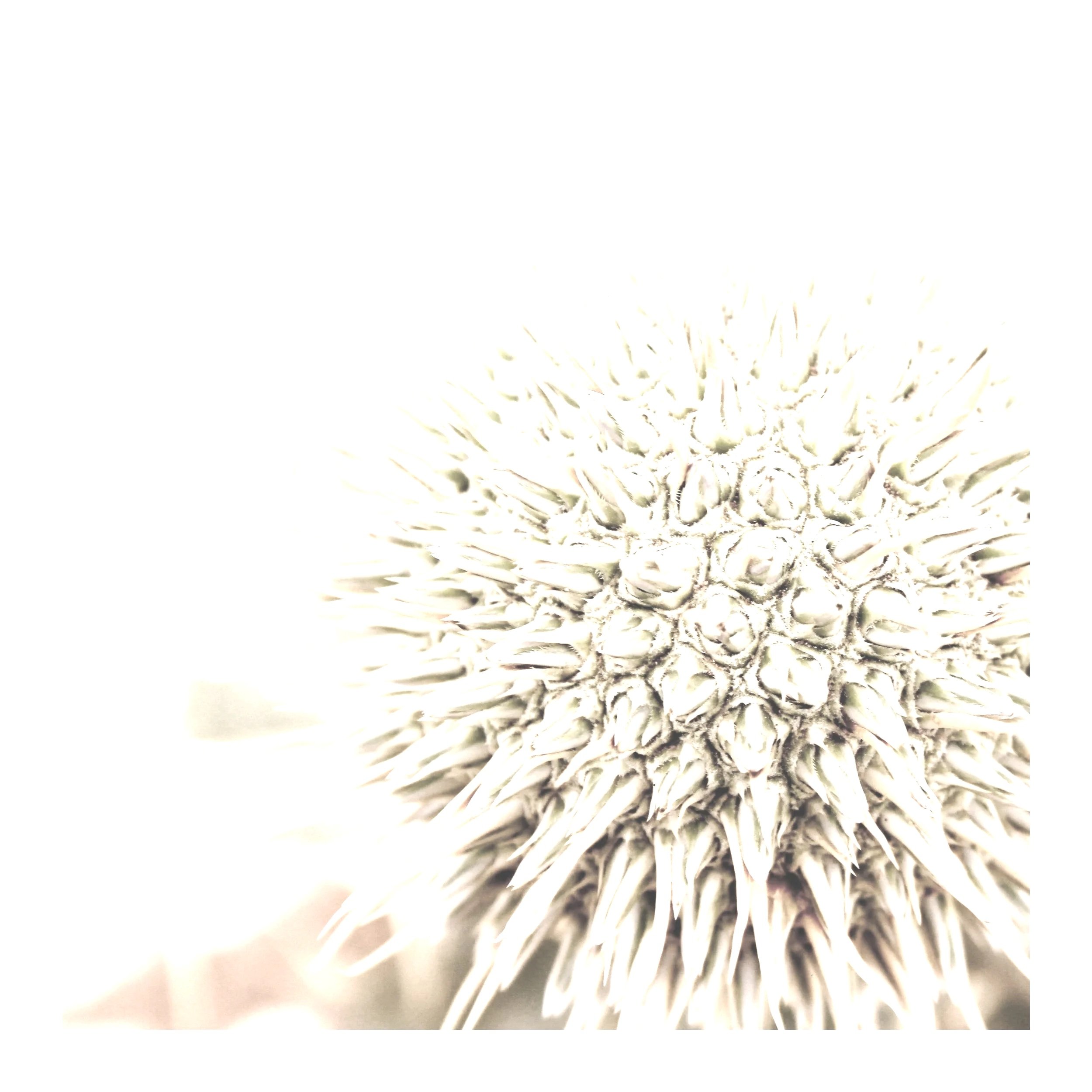 Close-up of a white, spiky seed pod or flower, with prominent textured surface and sharp points, on a blurred light background.