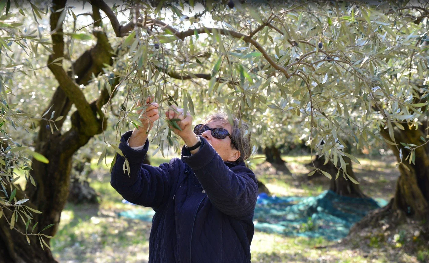 Mamoune recolte olives Nyons AB AOP