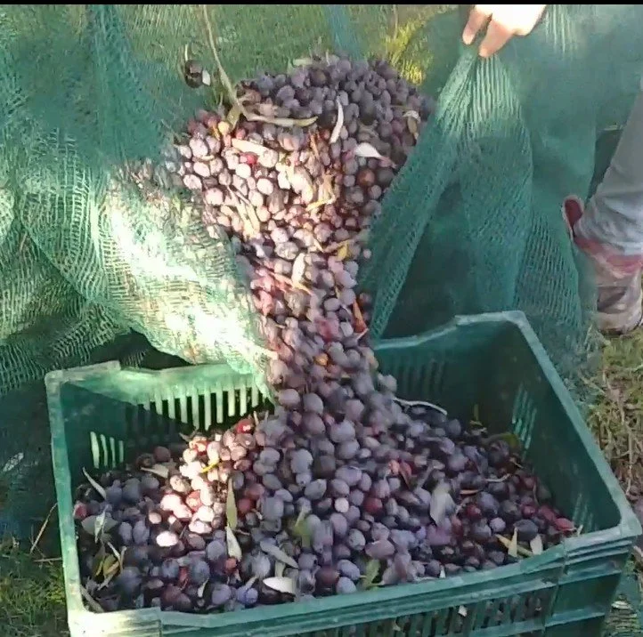 olive recolte filet caisse olivier nyons