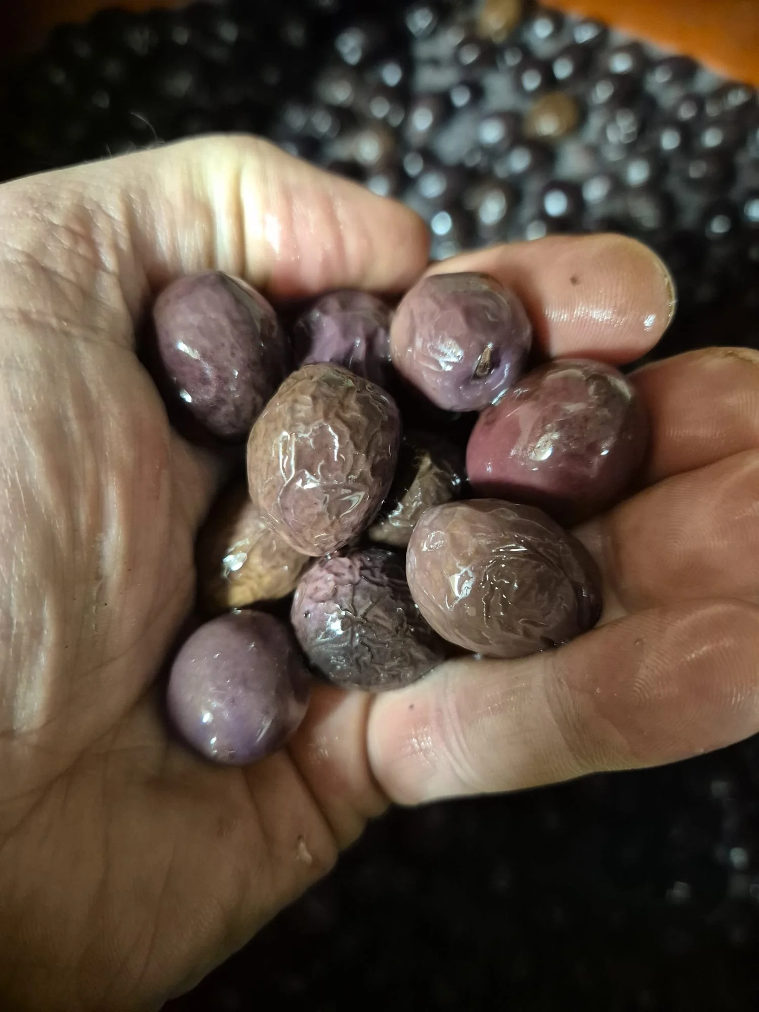 Olives de table de Nyons AOP AB en saumure