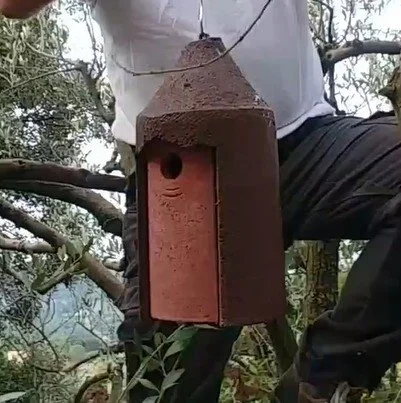 nid mesange lutte mouche de l'olives