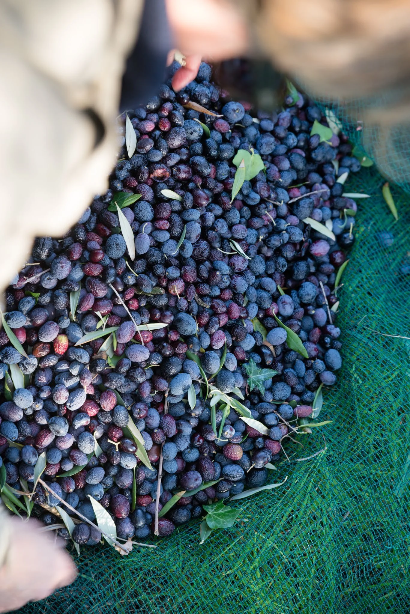 olives filets recolte nyons aop