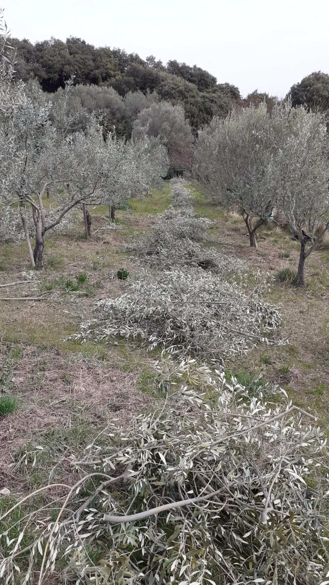 taille tanche olive de nyons