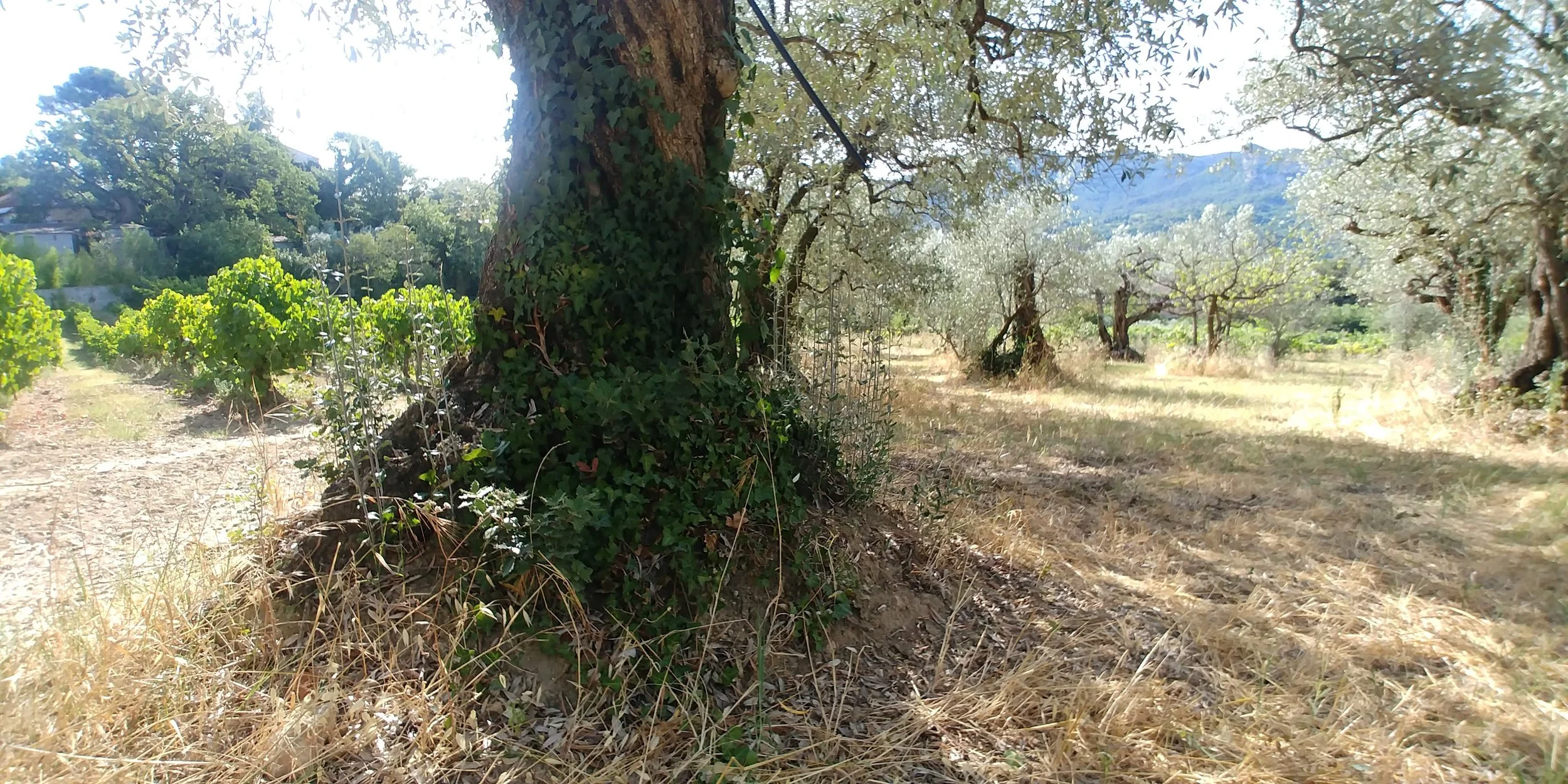 batte lierre rejets avant nettoyage avant recolte olive