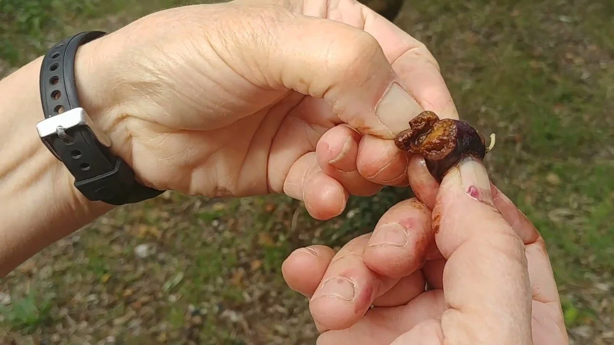 degats mouche de l'olive oxydation olive nyons AB