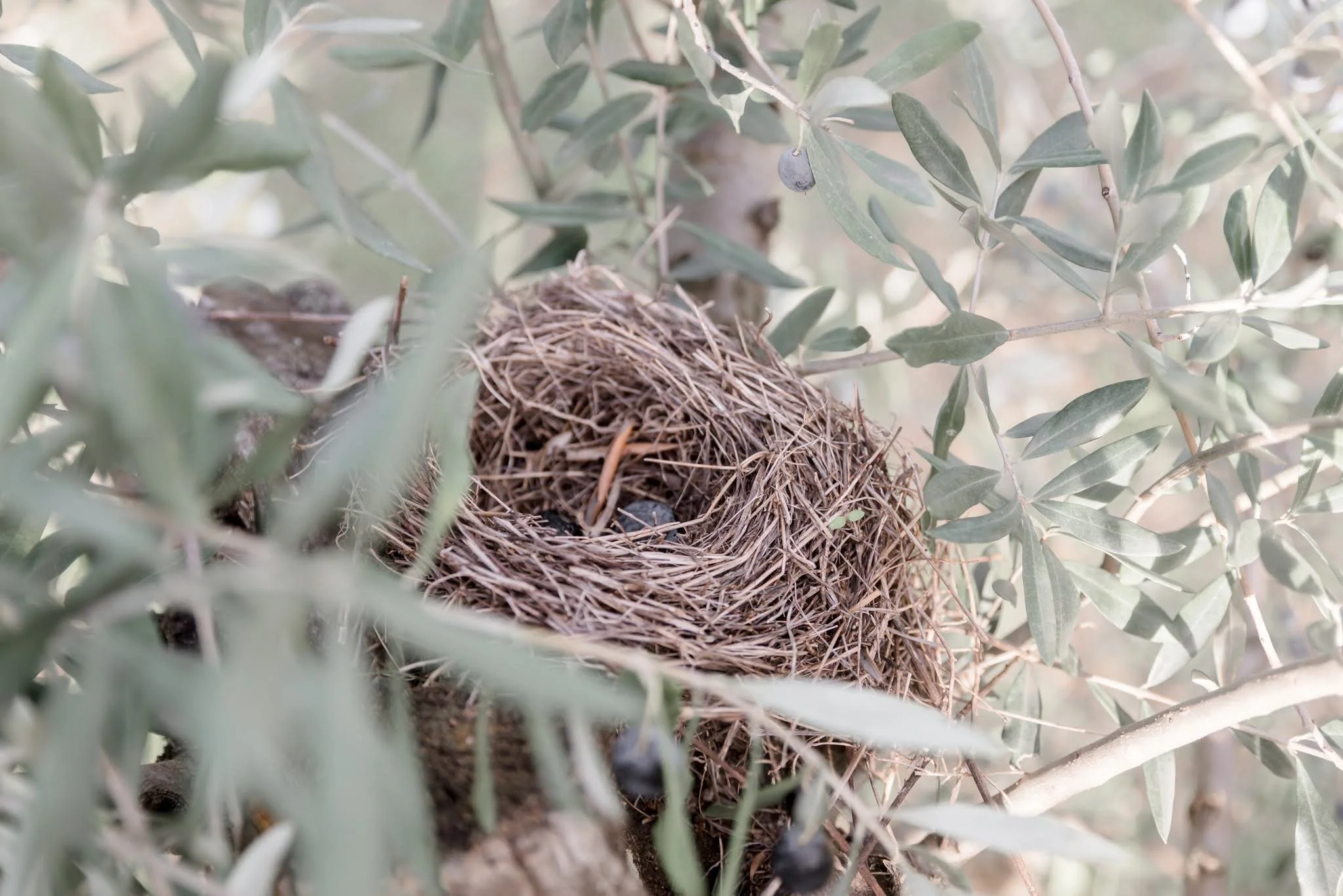 nid olivier oiseaux mouche de l'olive tanche nyons