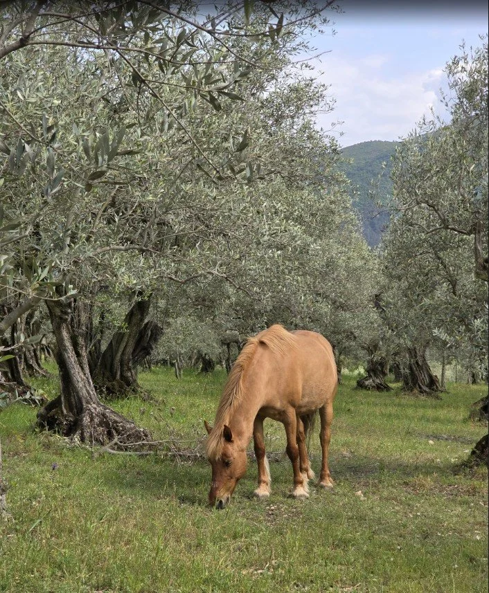cheval paturage ecopaturage olive huile nyons AOP AB