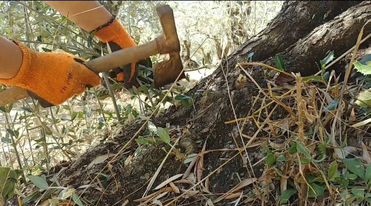 arrachage rejets batte olivier tanche olive