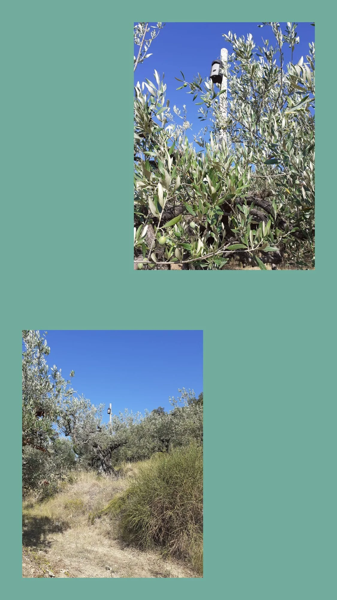 nids pipistrelles chauve souris lutte mouche de l'olive bio