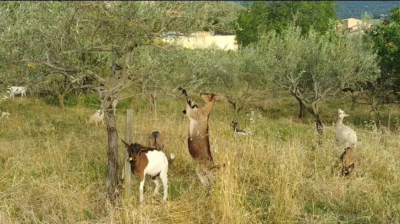 chevre ecopaturage olivier tanche nyons huile d'olives