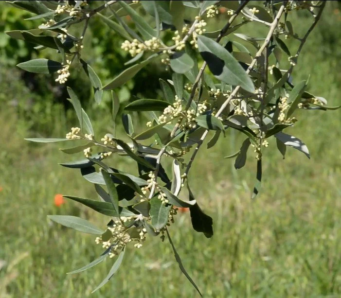 fleurs olivier olive nyons huile d'olives