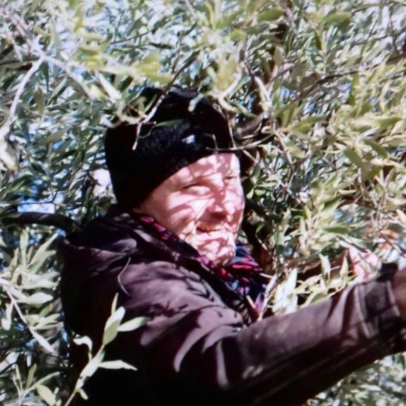 photo oleiculteur recolte olive nyons tanche aop ab