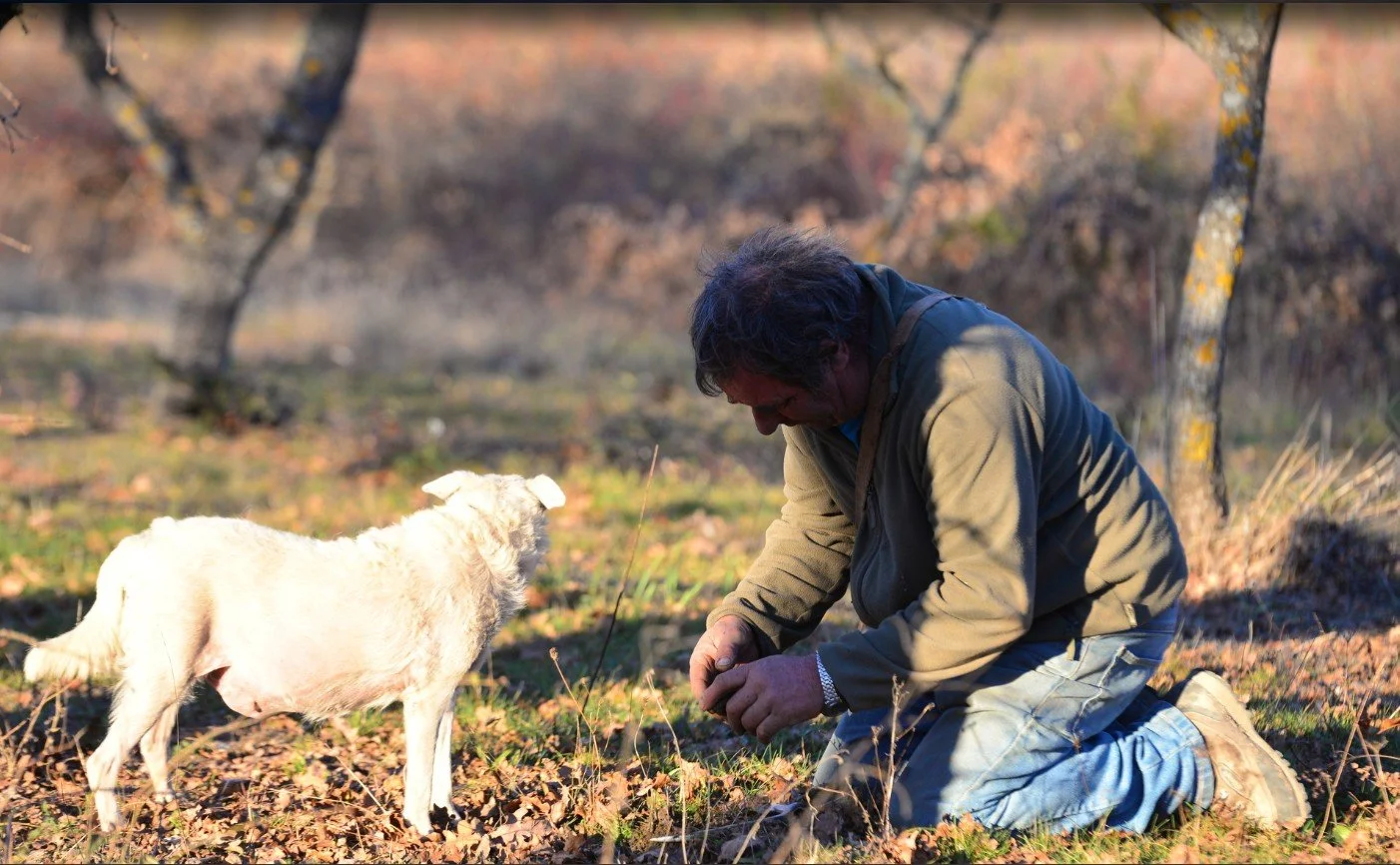 cavage dolly truffe nyons