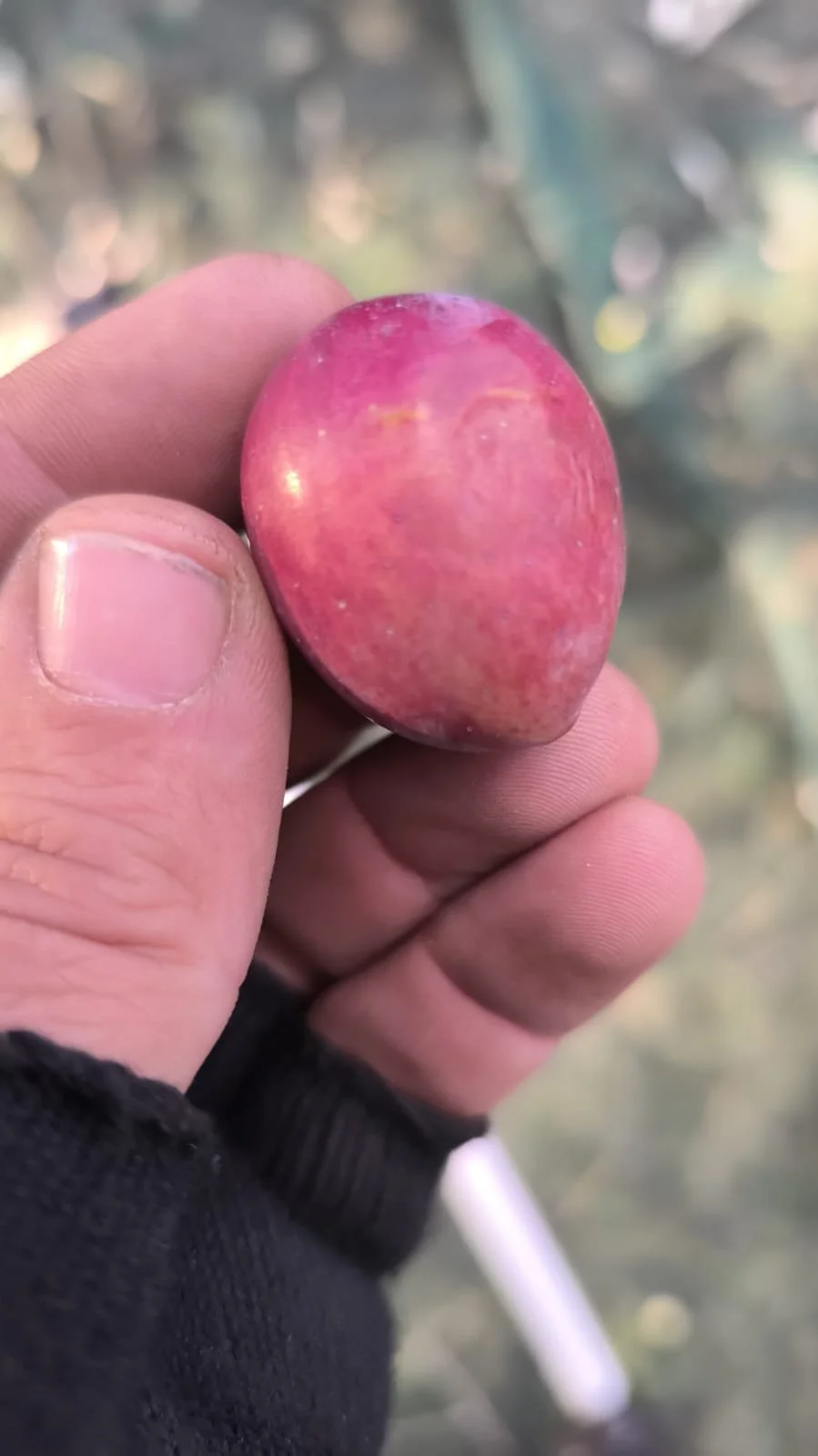 grosse olive tanche nyons