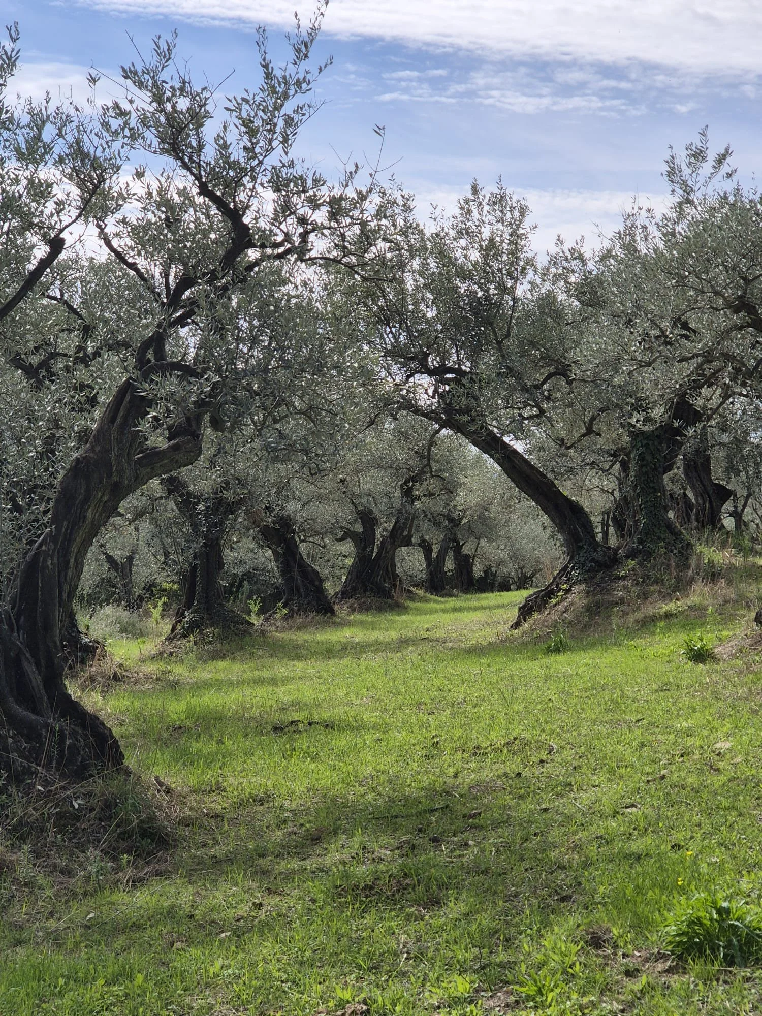 oliver multi centenaire tanche nyons