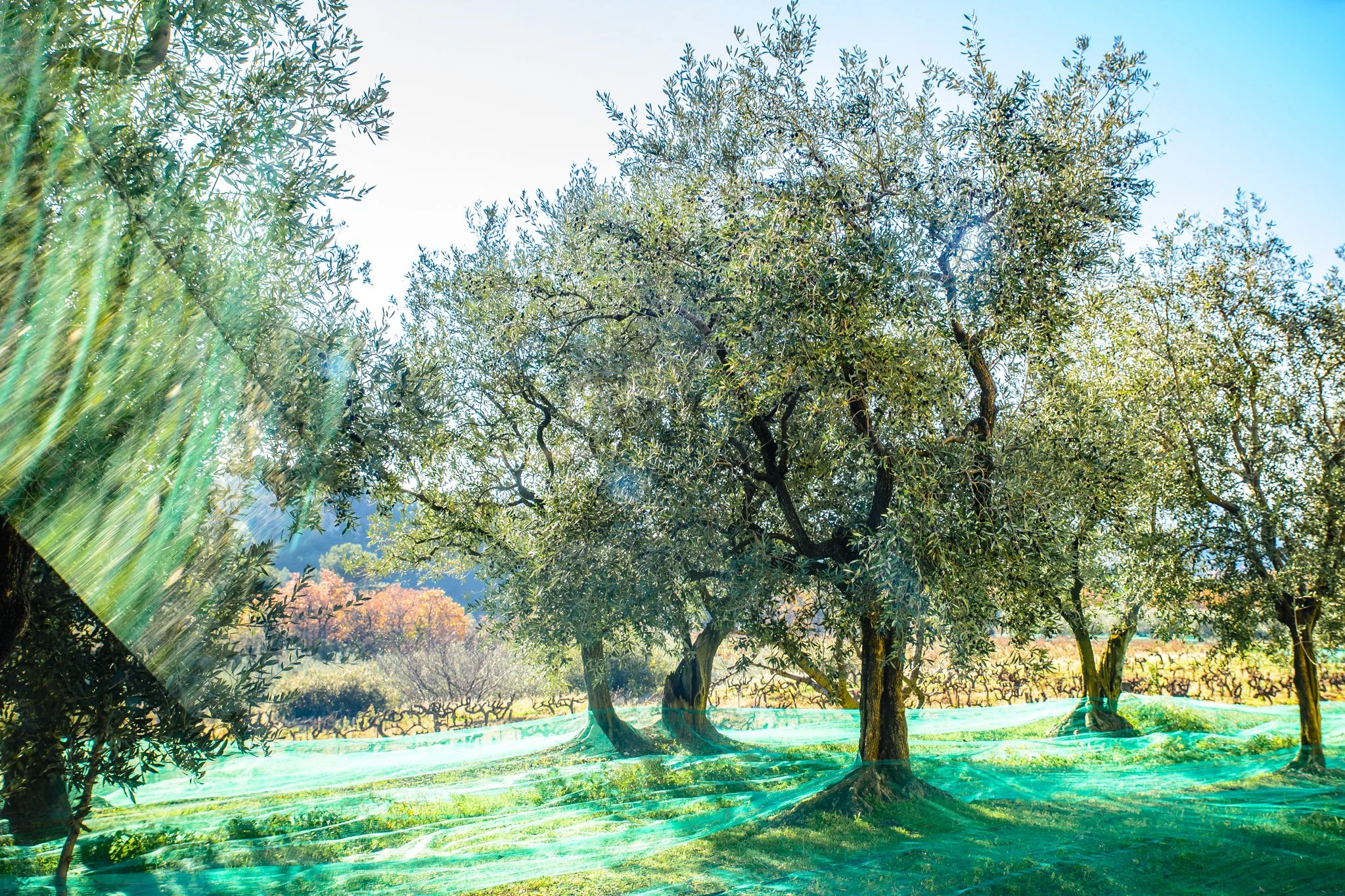 huile d'olives nyons aop ab