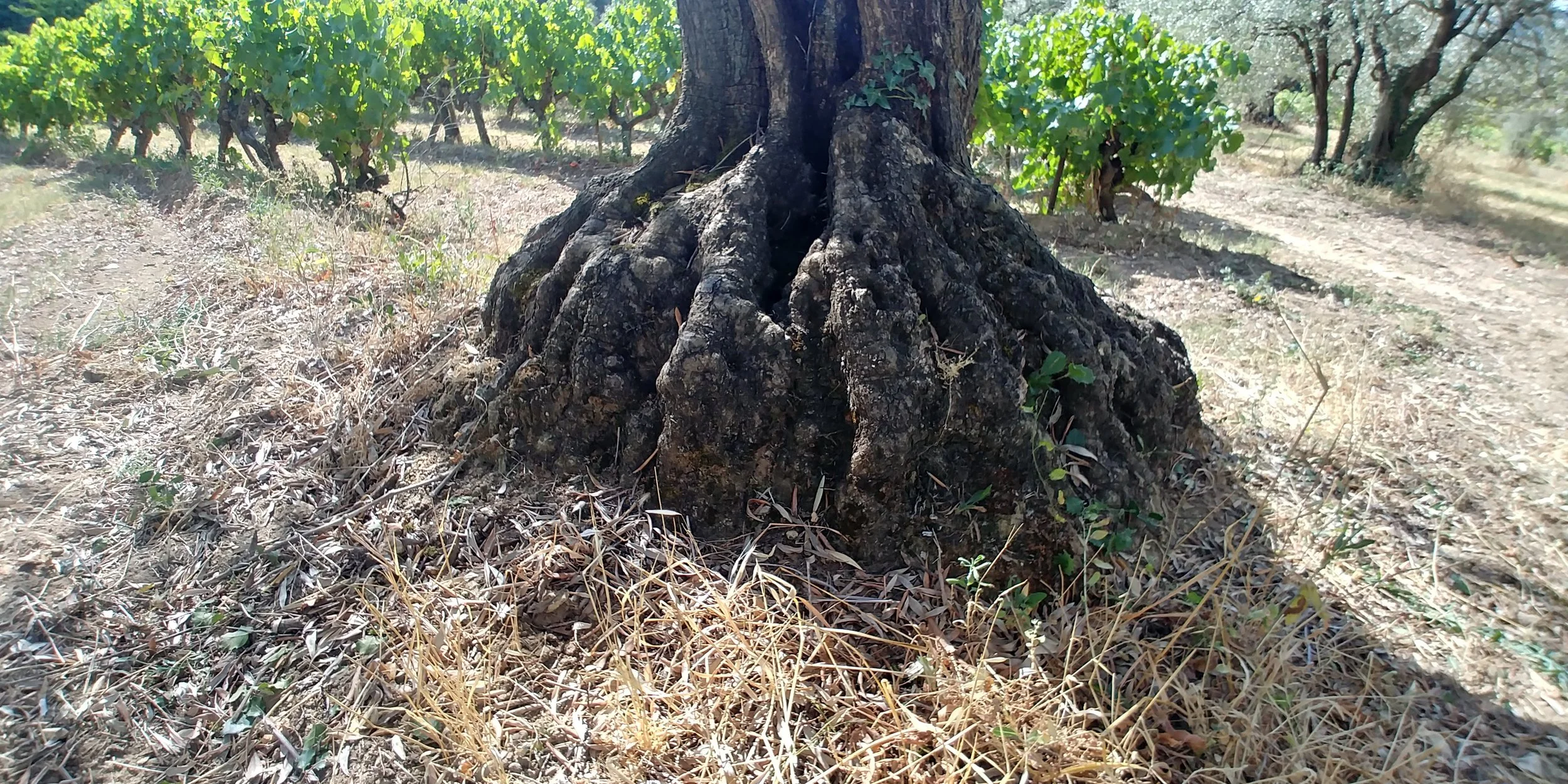 batte lierre nettoyage apres filet recolte olives nyons huile