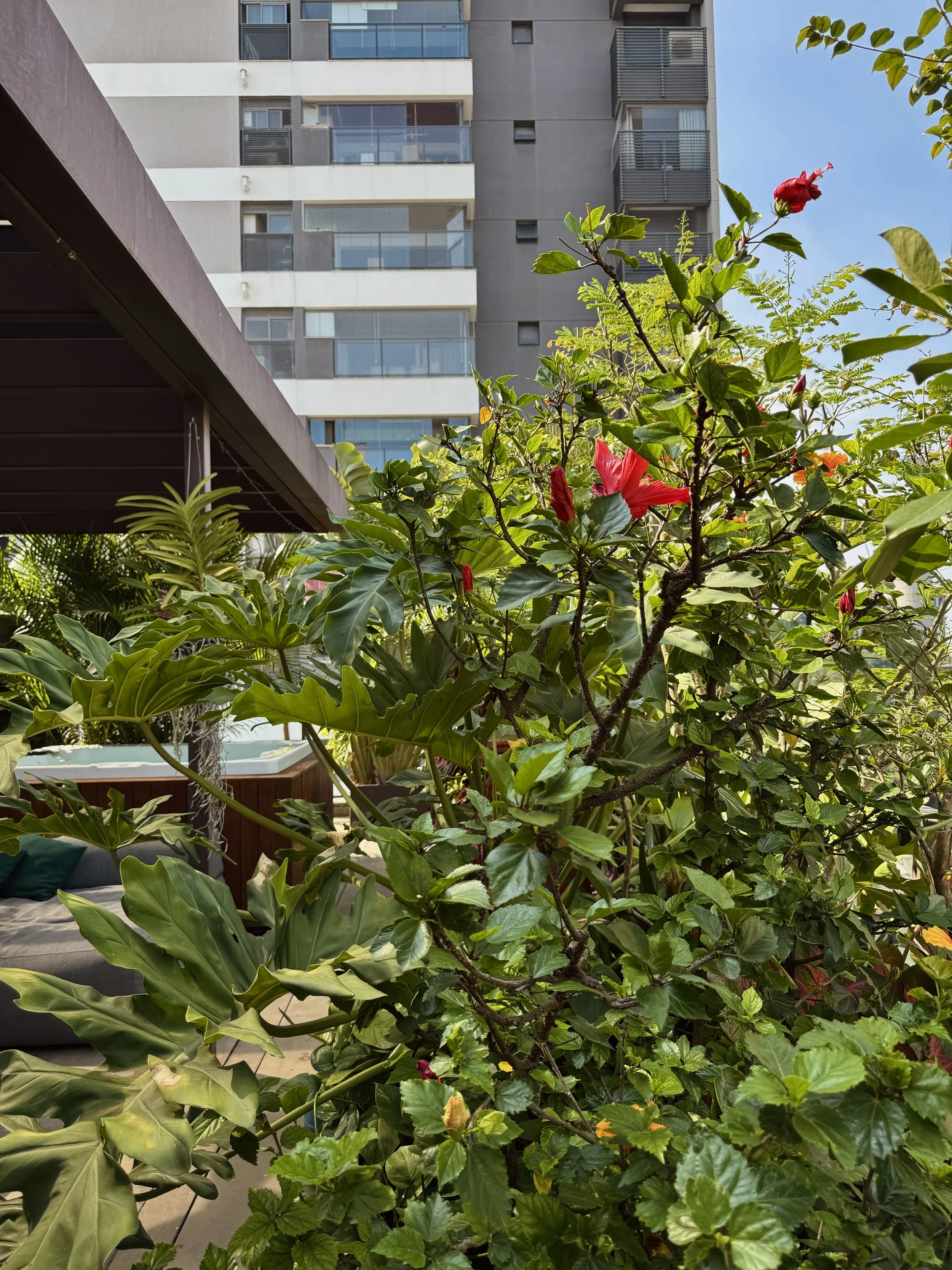 Jardim com plantas verdes, incluindo uma árvore com flores vermelhas, ao fundo um prédio residencial com várias janelas e sacadas.