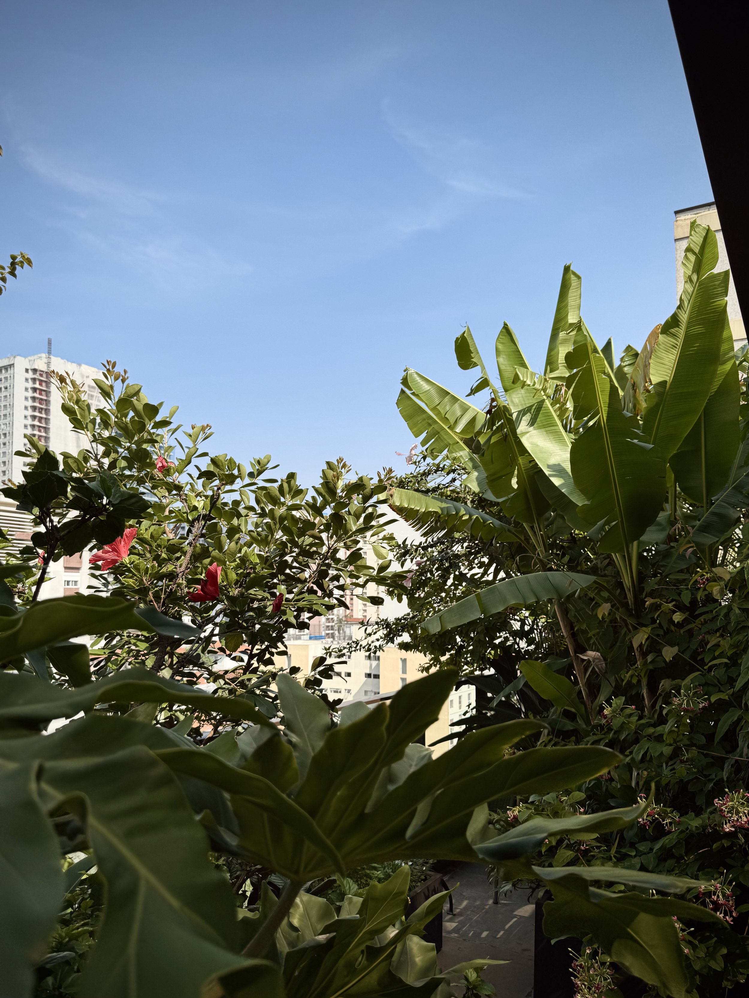 Vista de um jardim com várias folhas verdes, flores vermelhas e uma cidade ao fundo sob um céu azul claro.