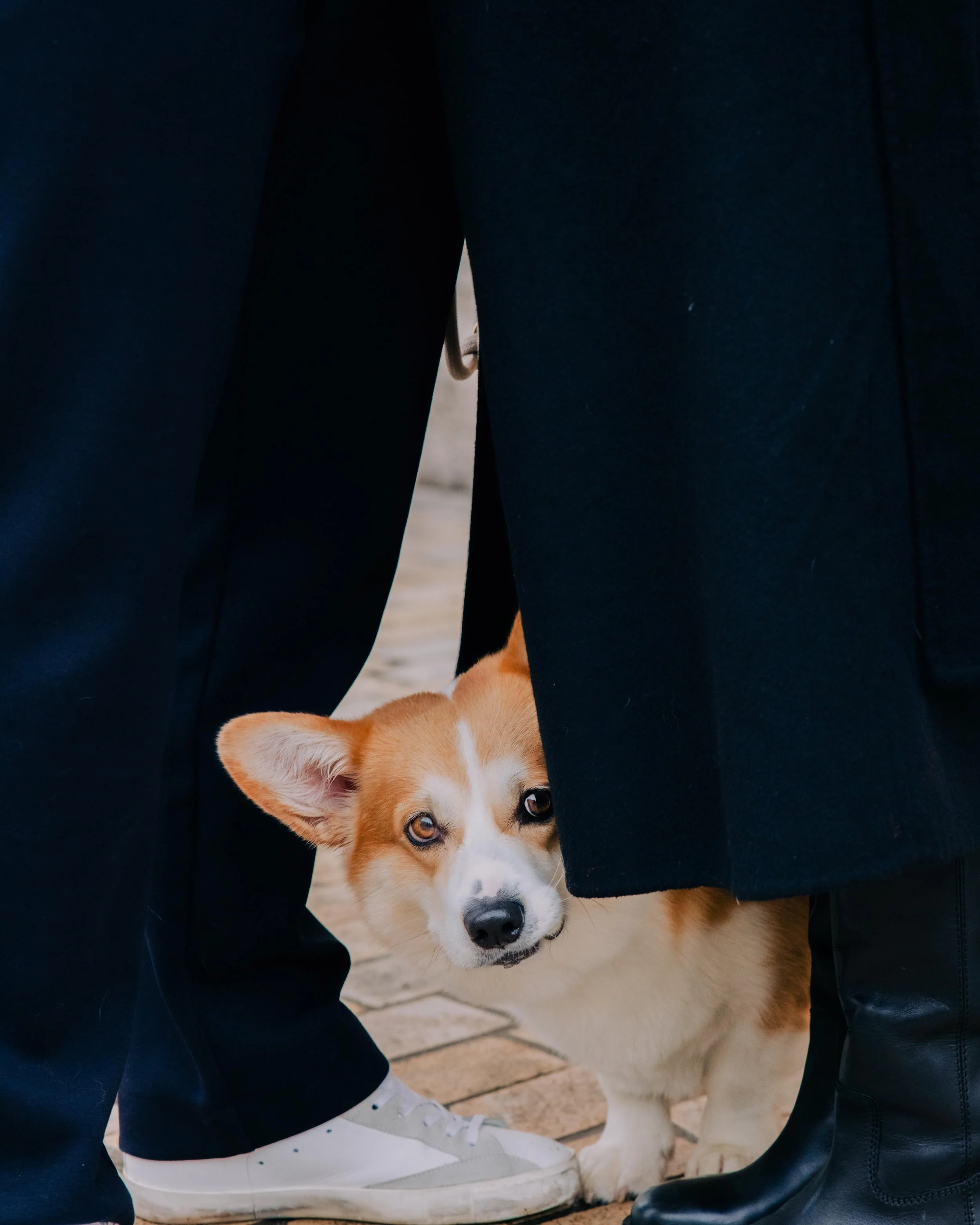 Un chien de race Corgi entre deux personnes vêtues de manteaux noirs, regardant vers l'appareil photo, se trouvant sur un sol en pierre, session engagement couple Lyon 6eme, brotteaux, photographe mariage bordeaux et Lyon et destination wedding
