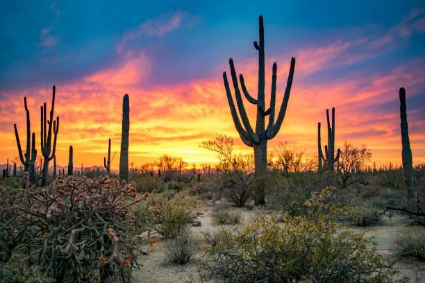 Desert landscape with tall cacti and low bushes at sunset with colorful sky.