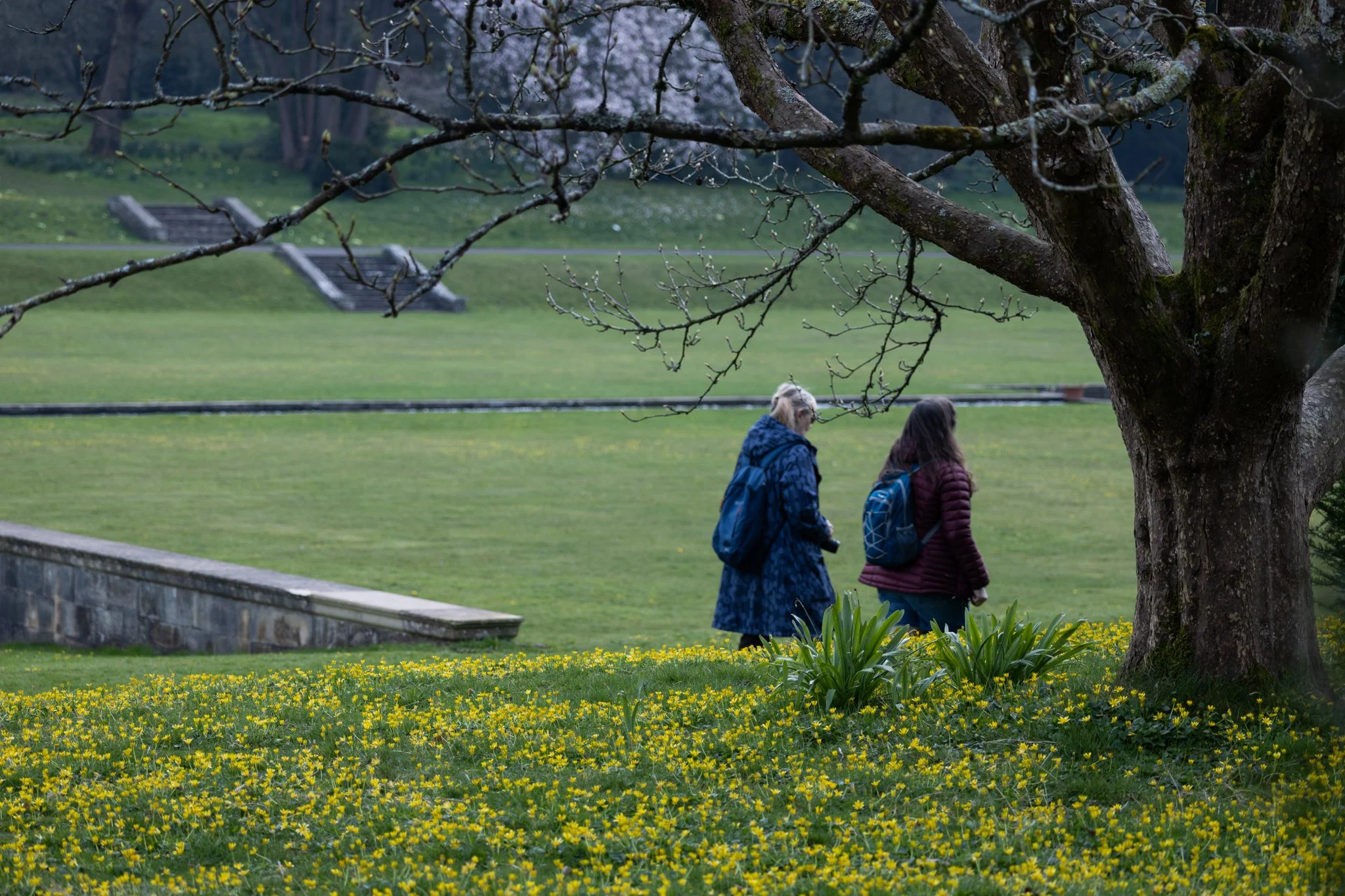 Spring nature walk Margam Park, 2025