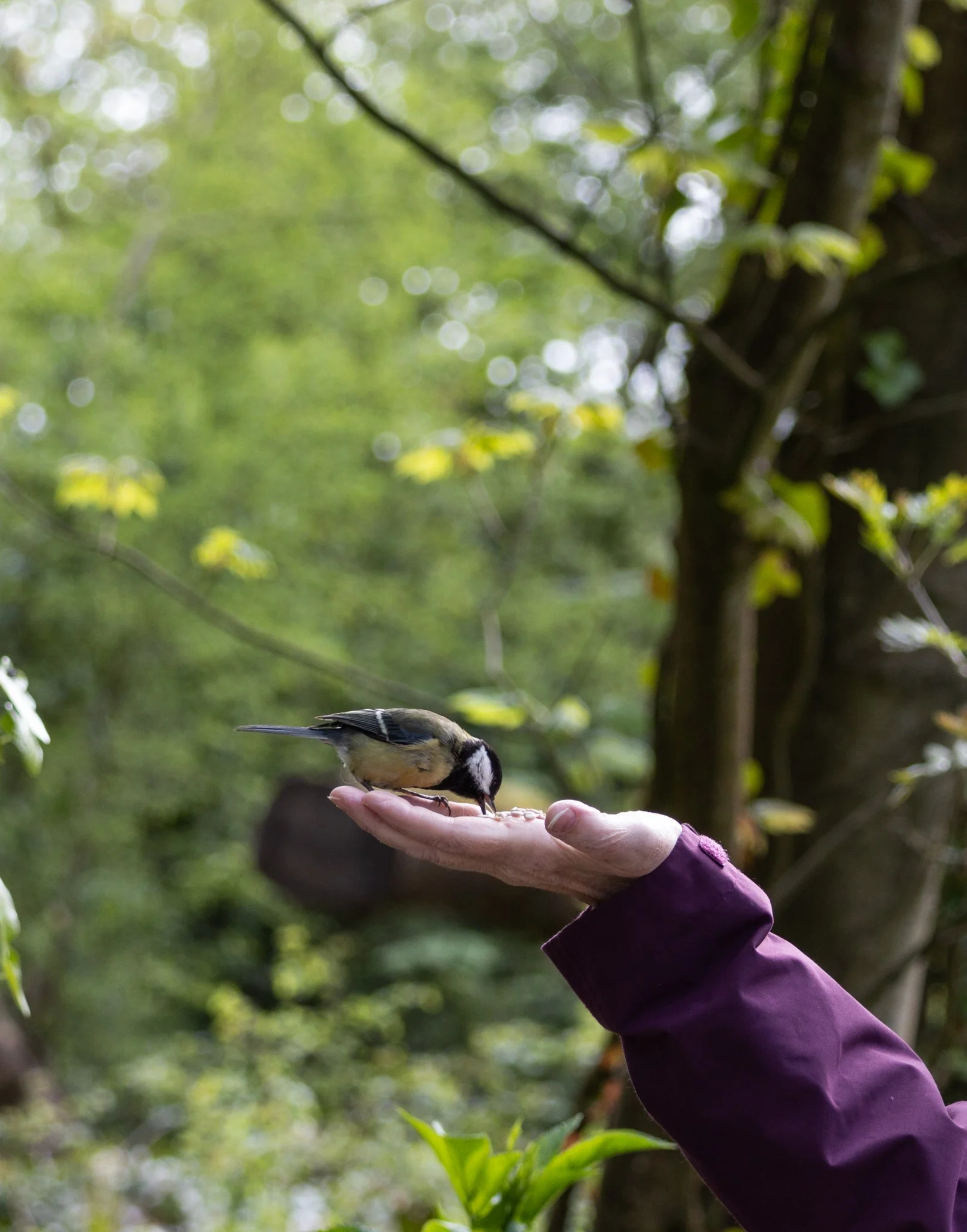 A person in a purple jacket feeding a bird on their outstretched hand in a lush green forest.