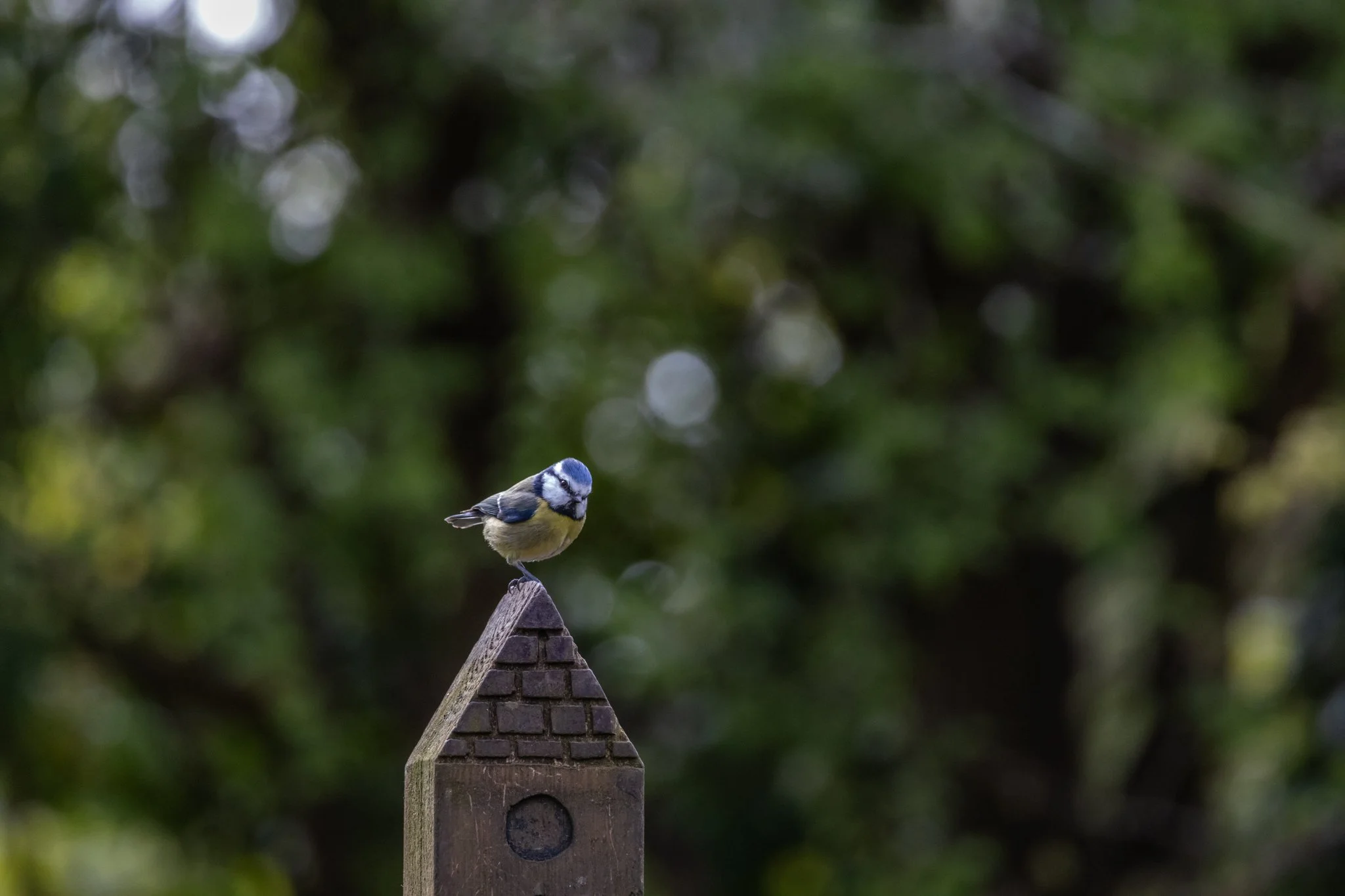 6-Nature walk Photo by Inga Krik.jpg