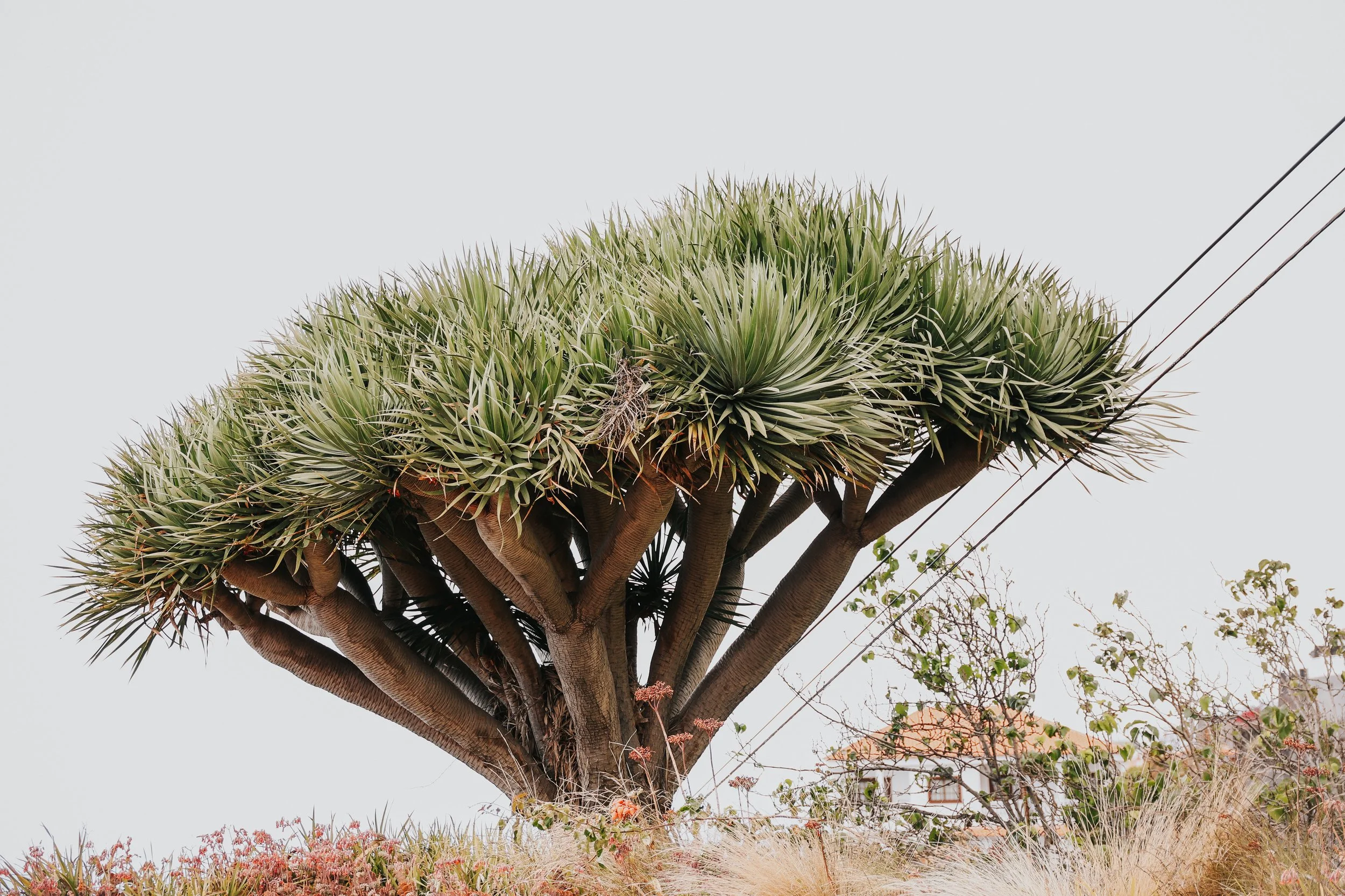 YAIZA CASTILLO - 2025-21.jpg