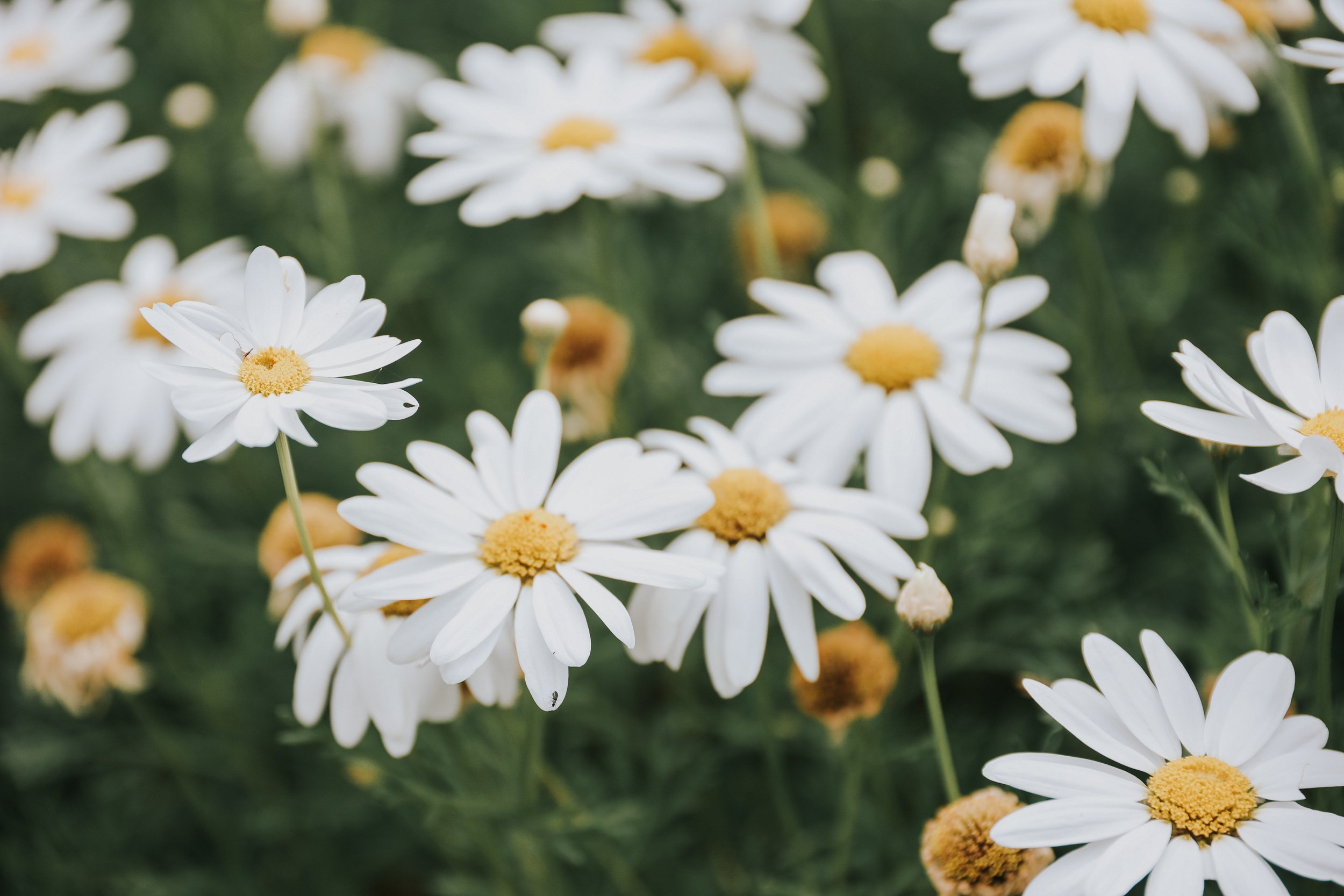 YAIZA CASTILLO - 2025-75.jpg