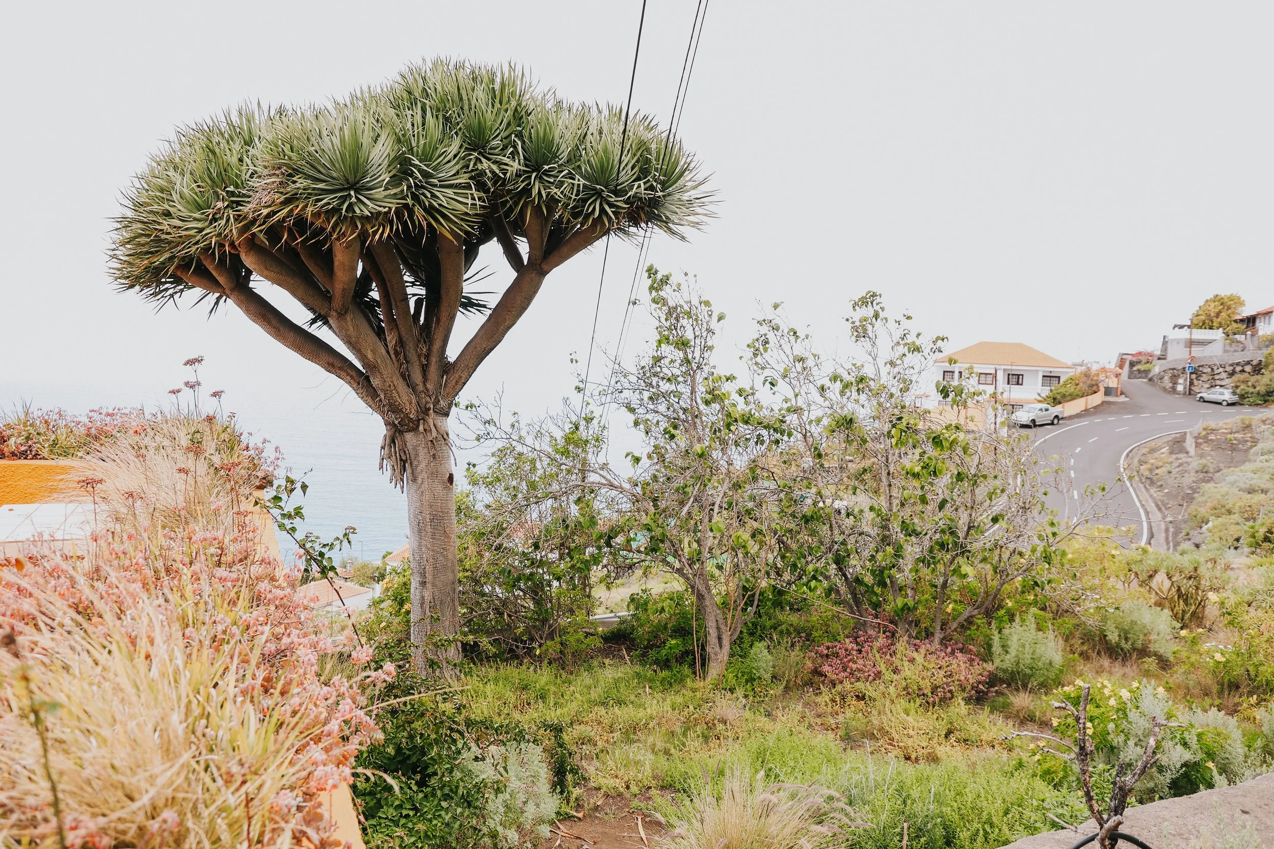 YAIZA CASTILLO - 2025-28.jpg