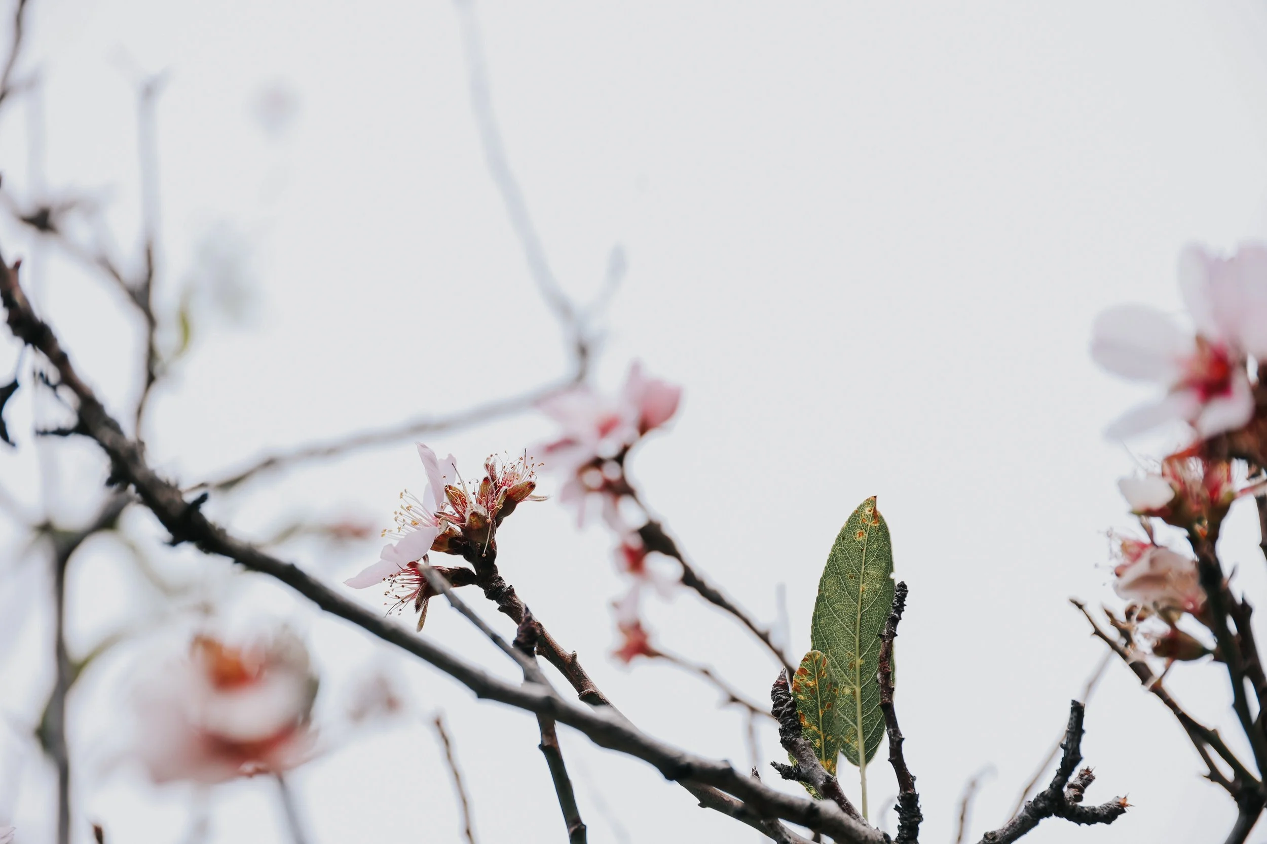 YAIZA CASTILLO - 2025-76.jpg