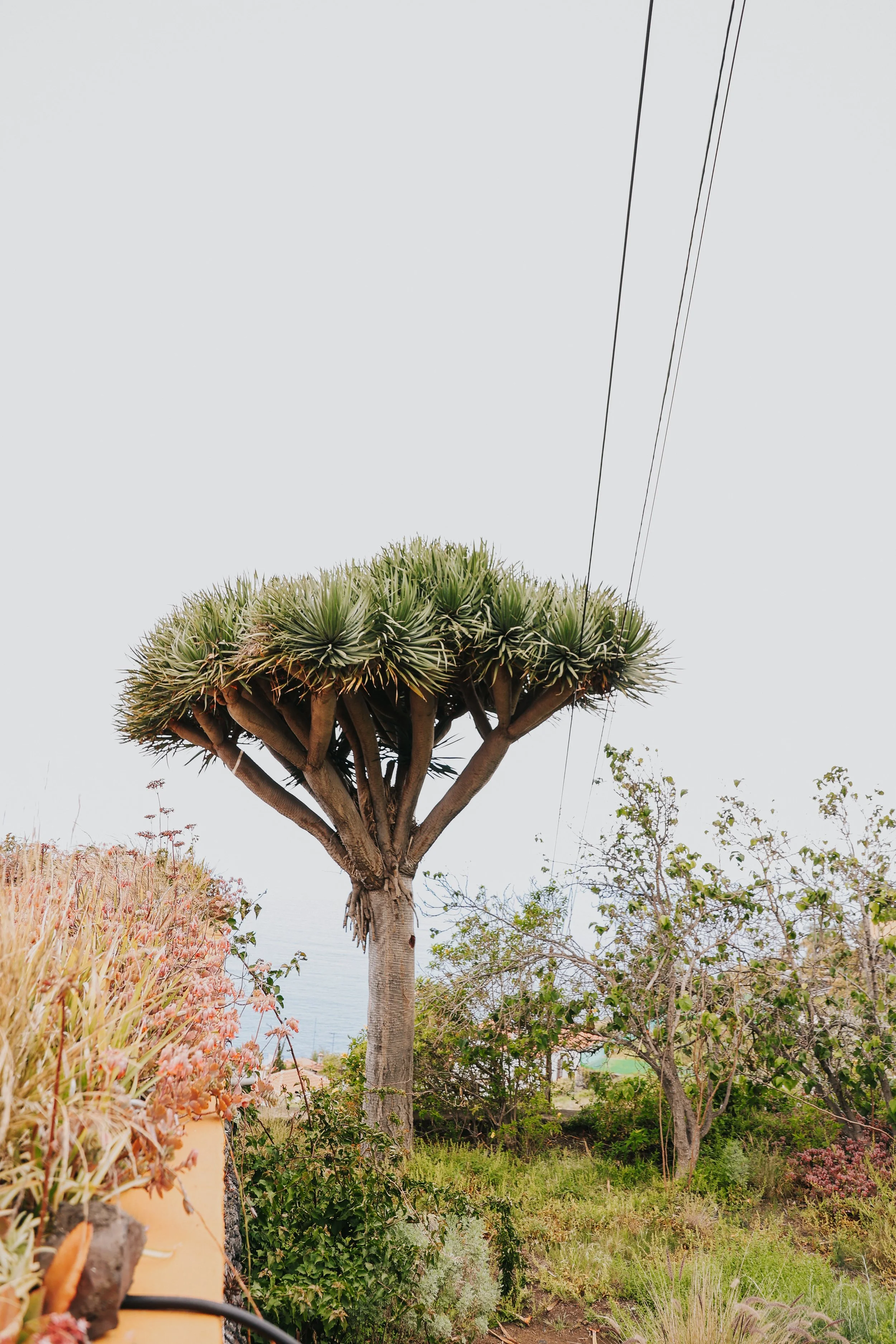 YAIZA CASTILLO - 2025-27.jpg