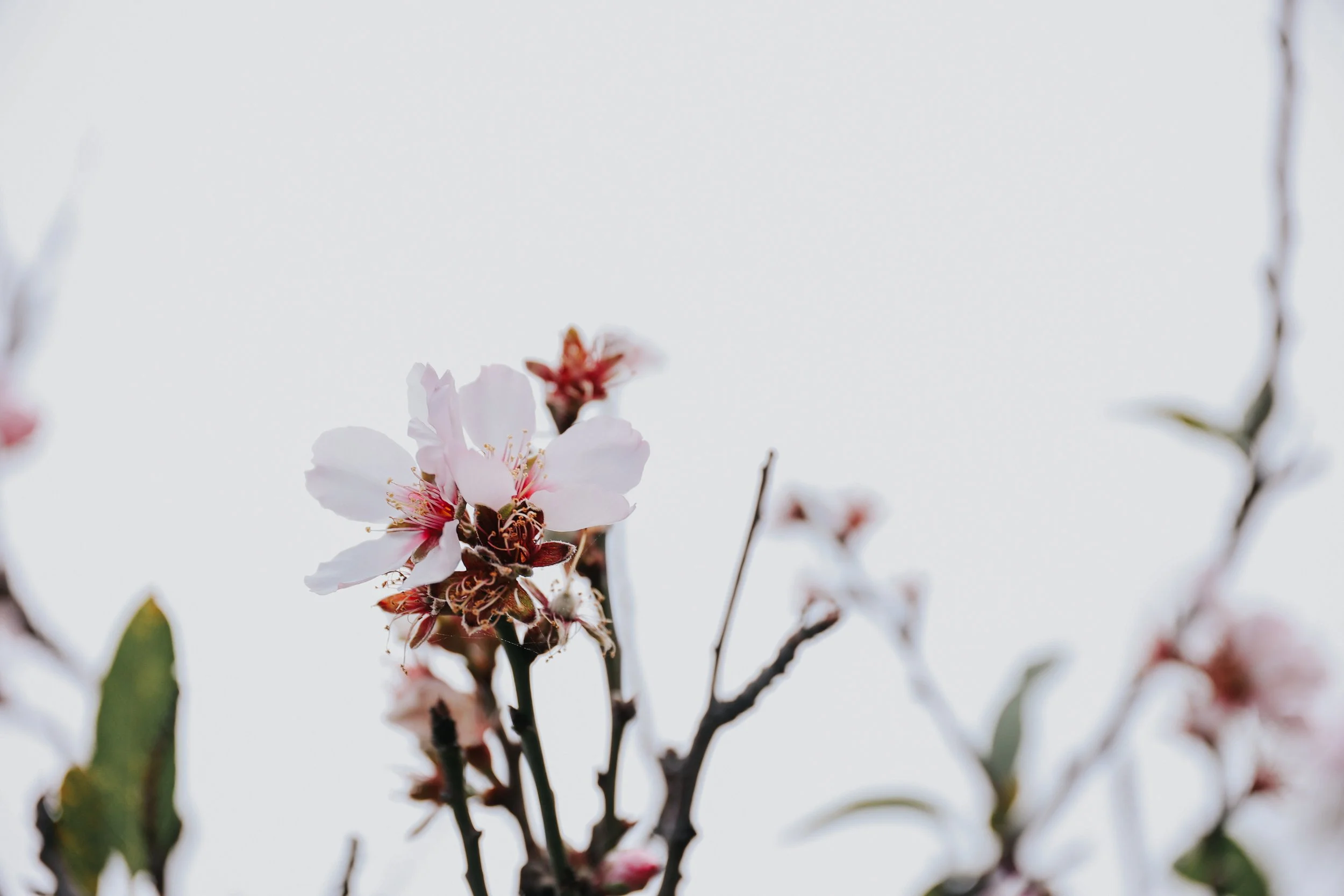 YAIZA CASTILLO - 2025-77.jpg