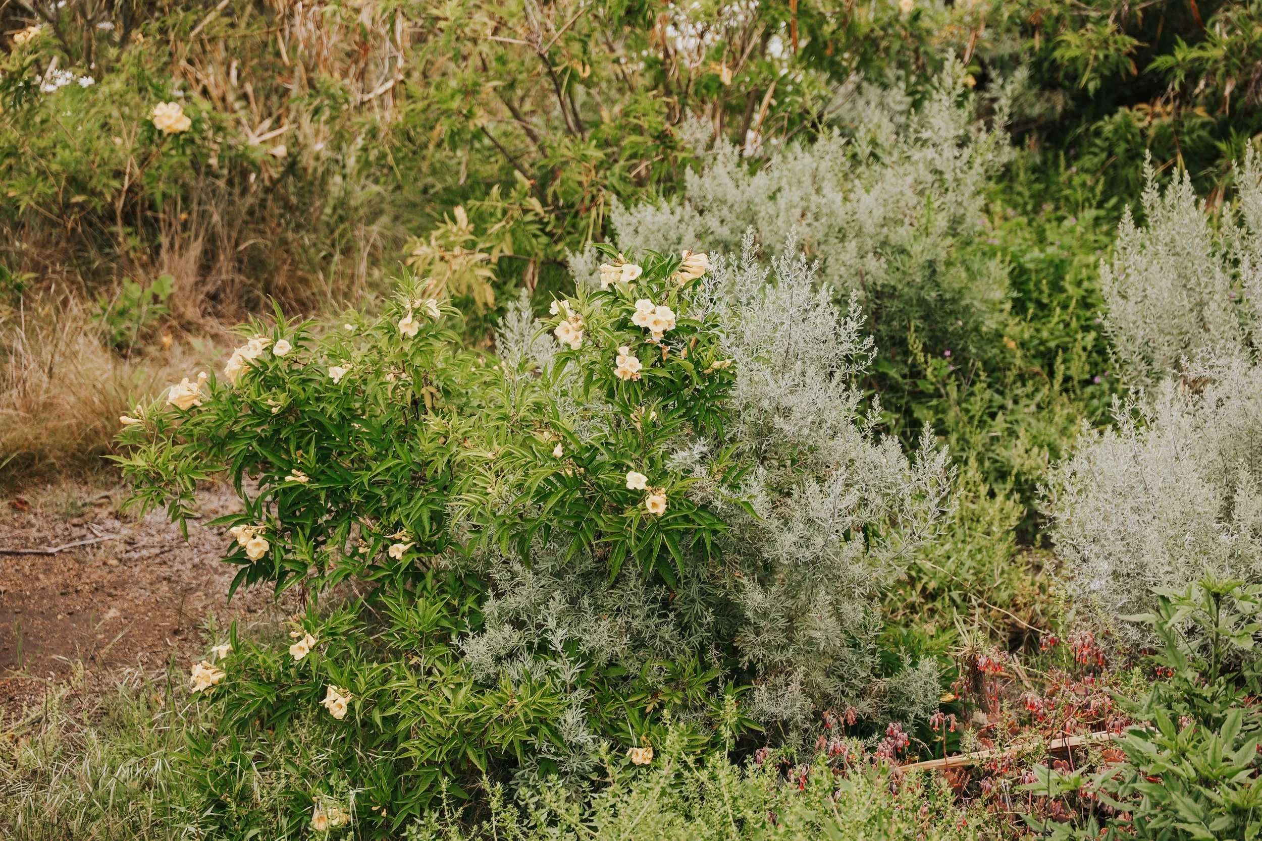 YAIZA CASTILLO - 2025-30.jpg