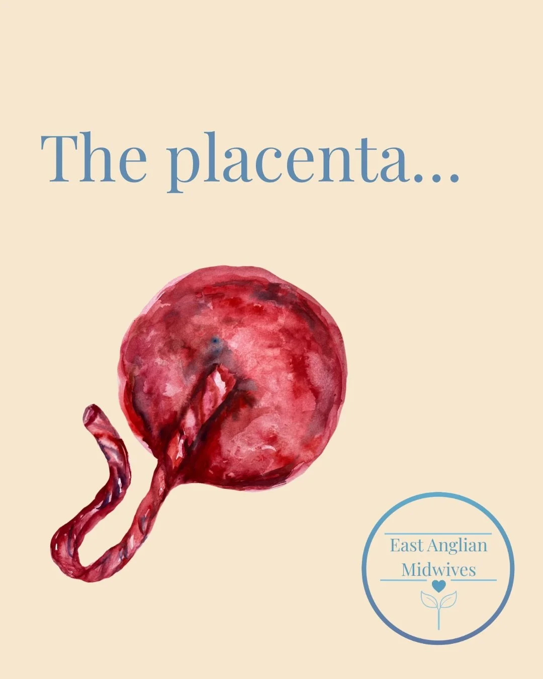 The placenta ❤️ 

Did you know that as well as a baby, your body grows an entire temporary organ in pregnancy? 

A few amazing placenta facts:
✨ It starts forming at implantation and is fully functional by the end of the first trimester. ✨ It acts as