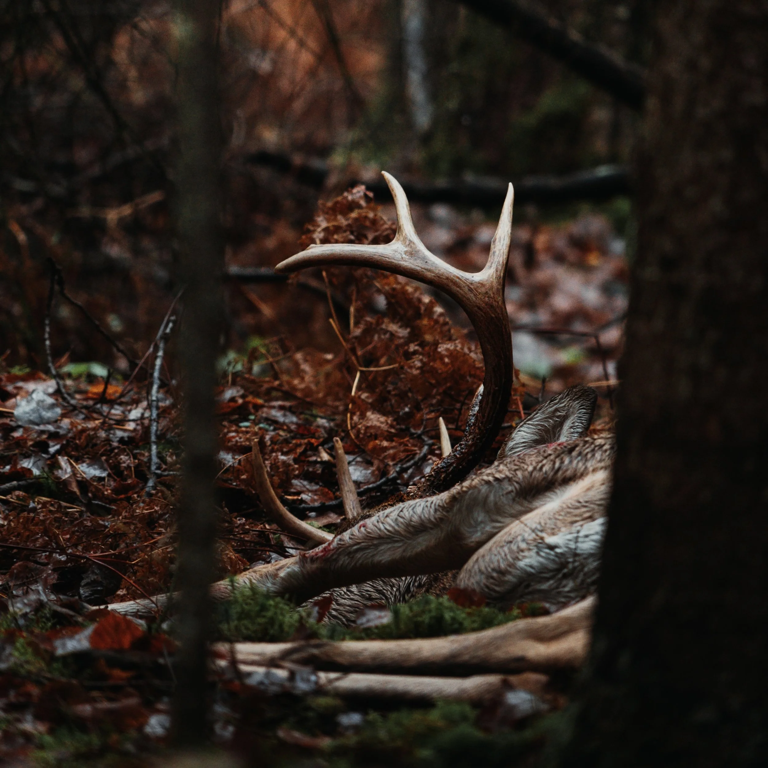A deer with large antlers lying on the forest floor amidst fallen leaves and branches.