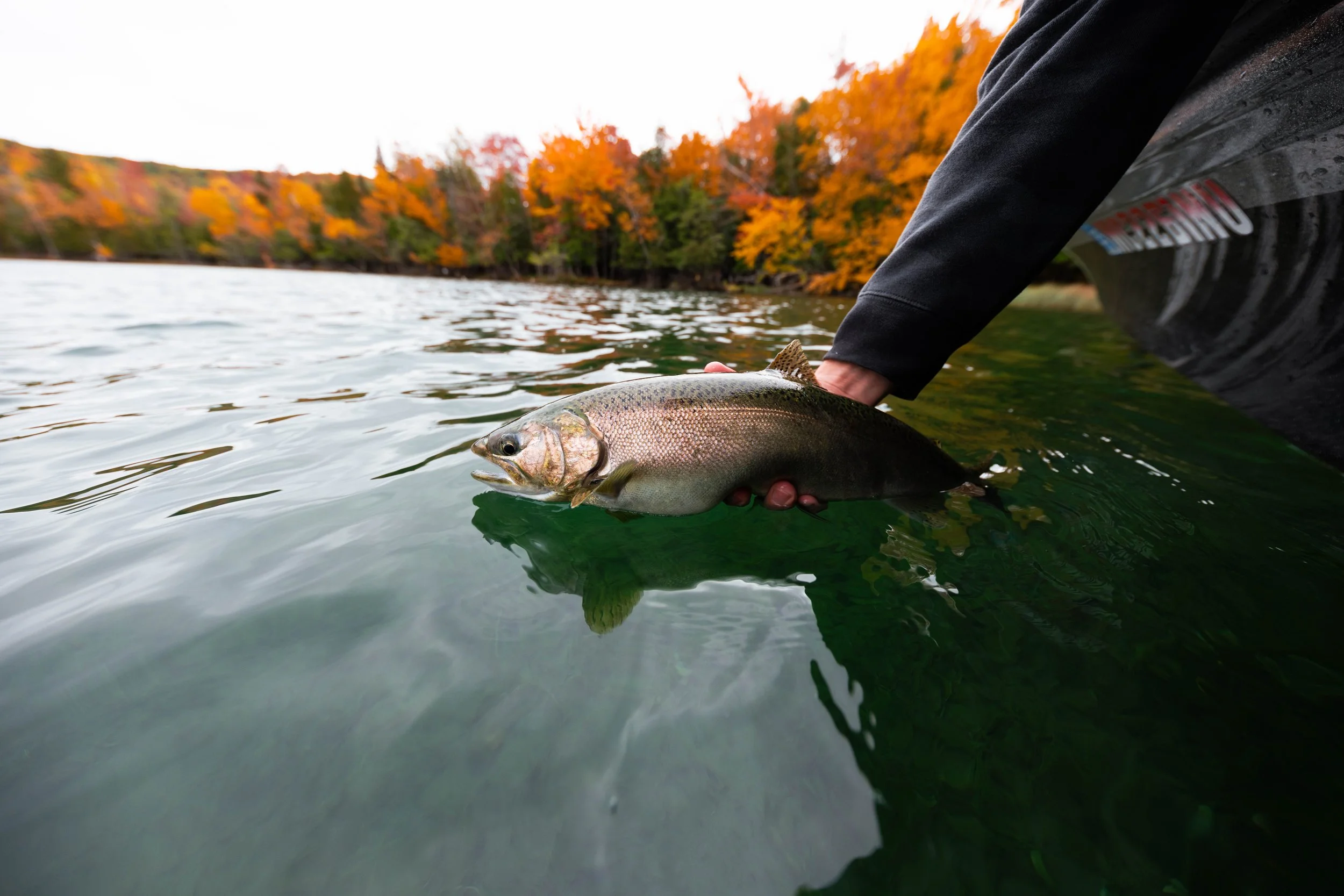 Person holding a freshly caught rainbow trout in a lake with fall foliage background.