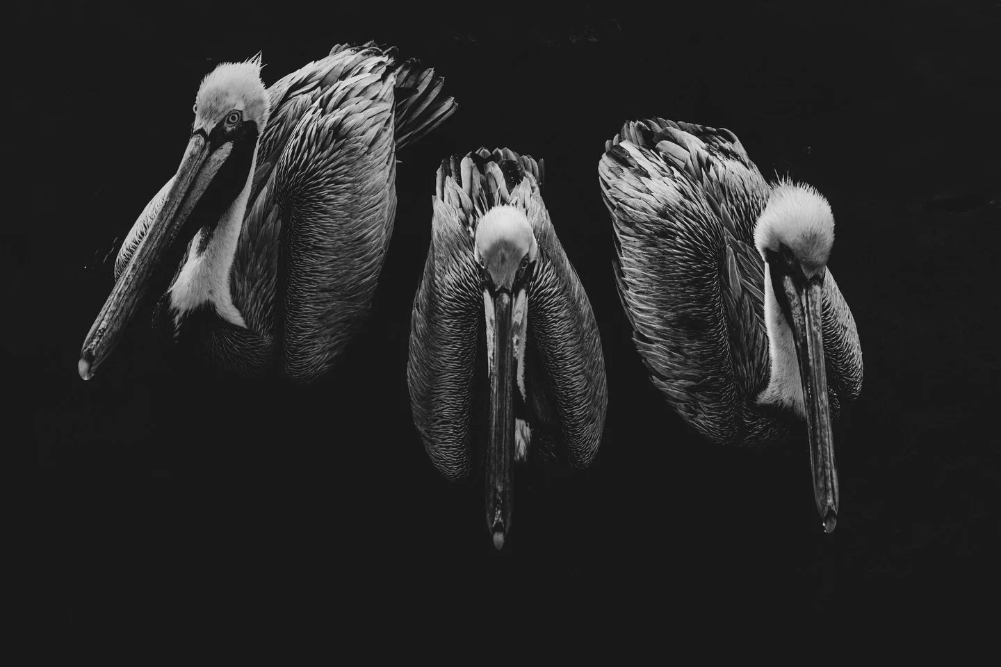 In the still, focus finds its edge.