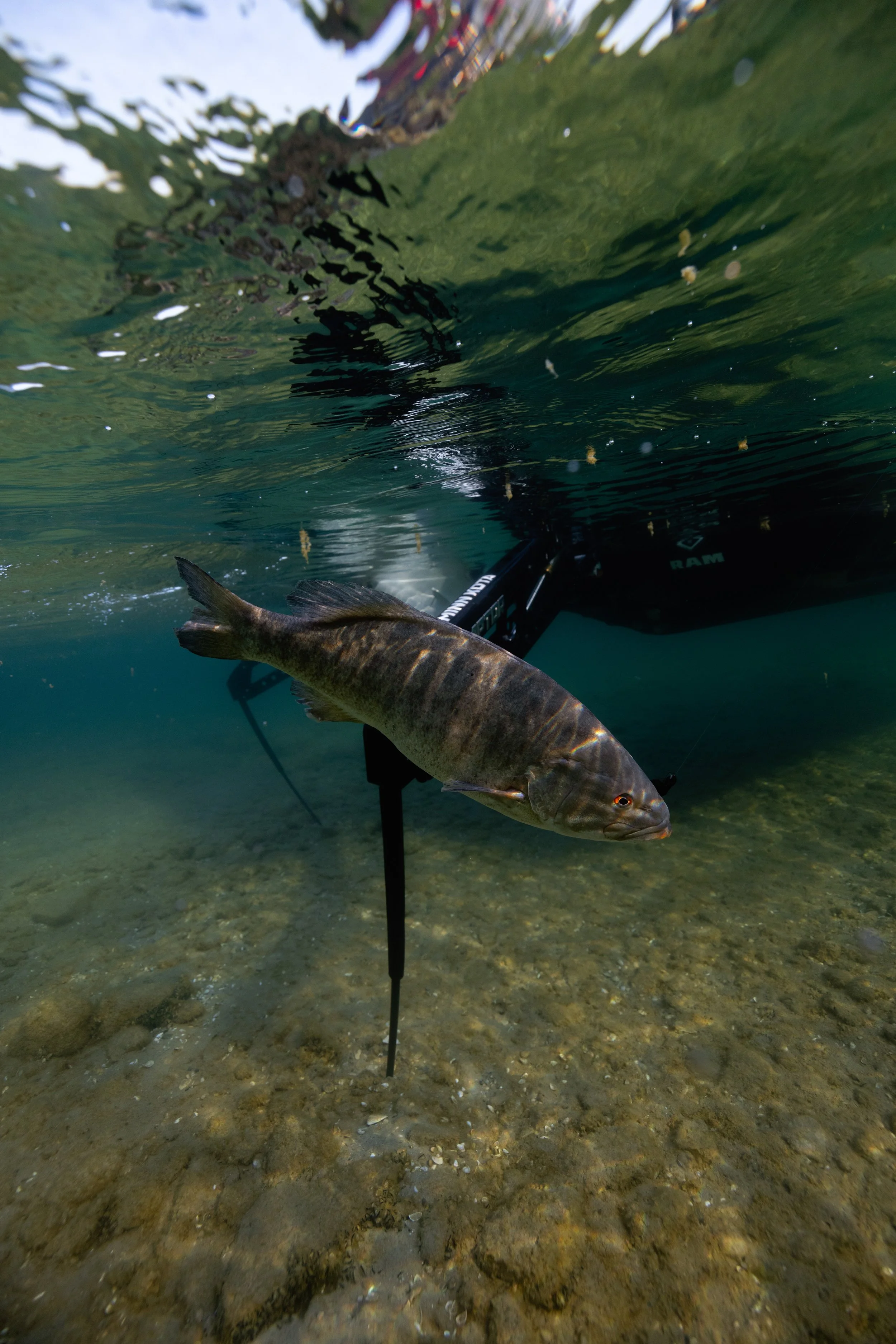 A fish caught on a fishing rod underwater with a boat and water surface visible above.