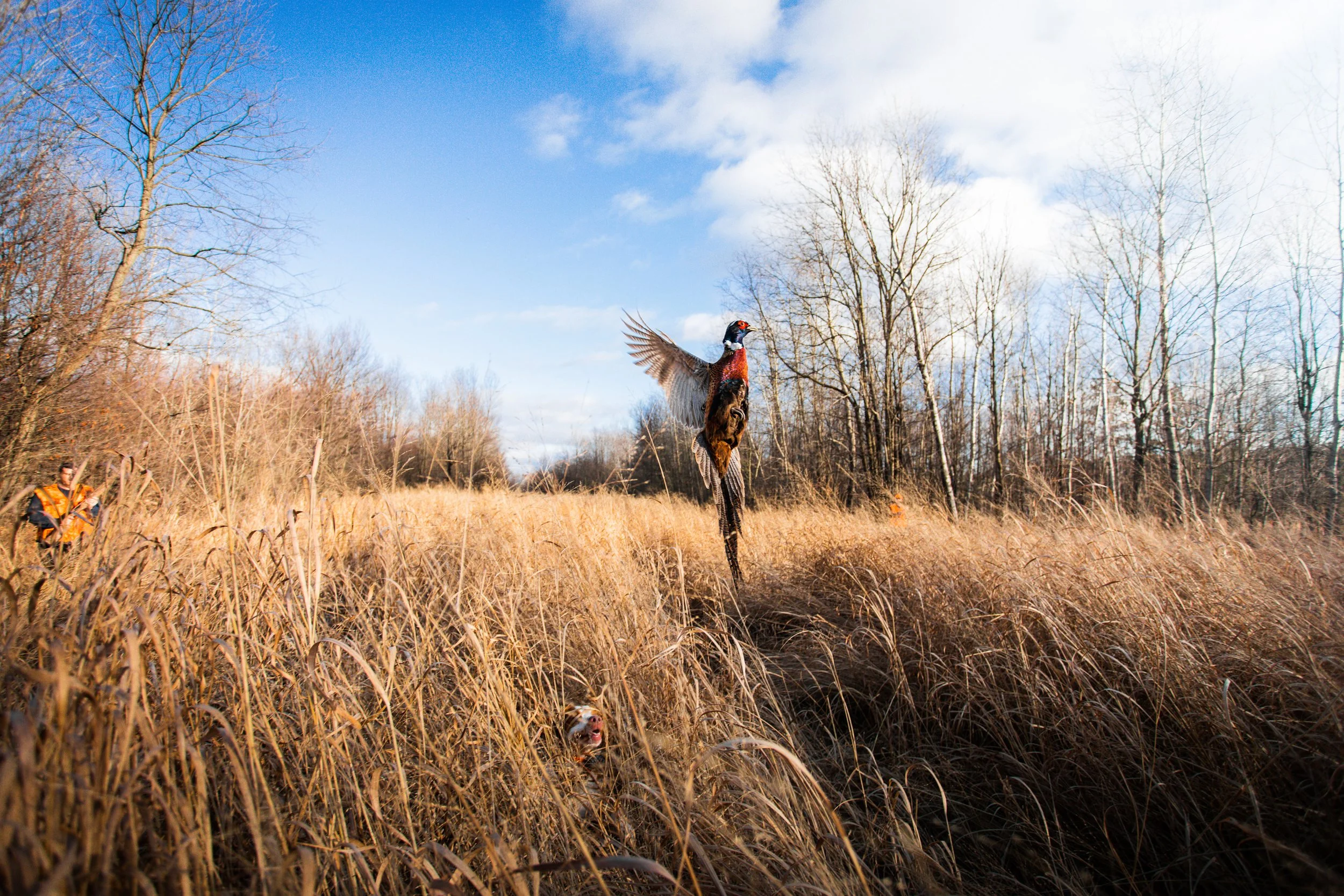 A hunting dog retrieving a pheasant in a field of tall grass, with two hunters in the background under a partly cloudy sky.