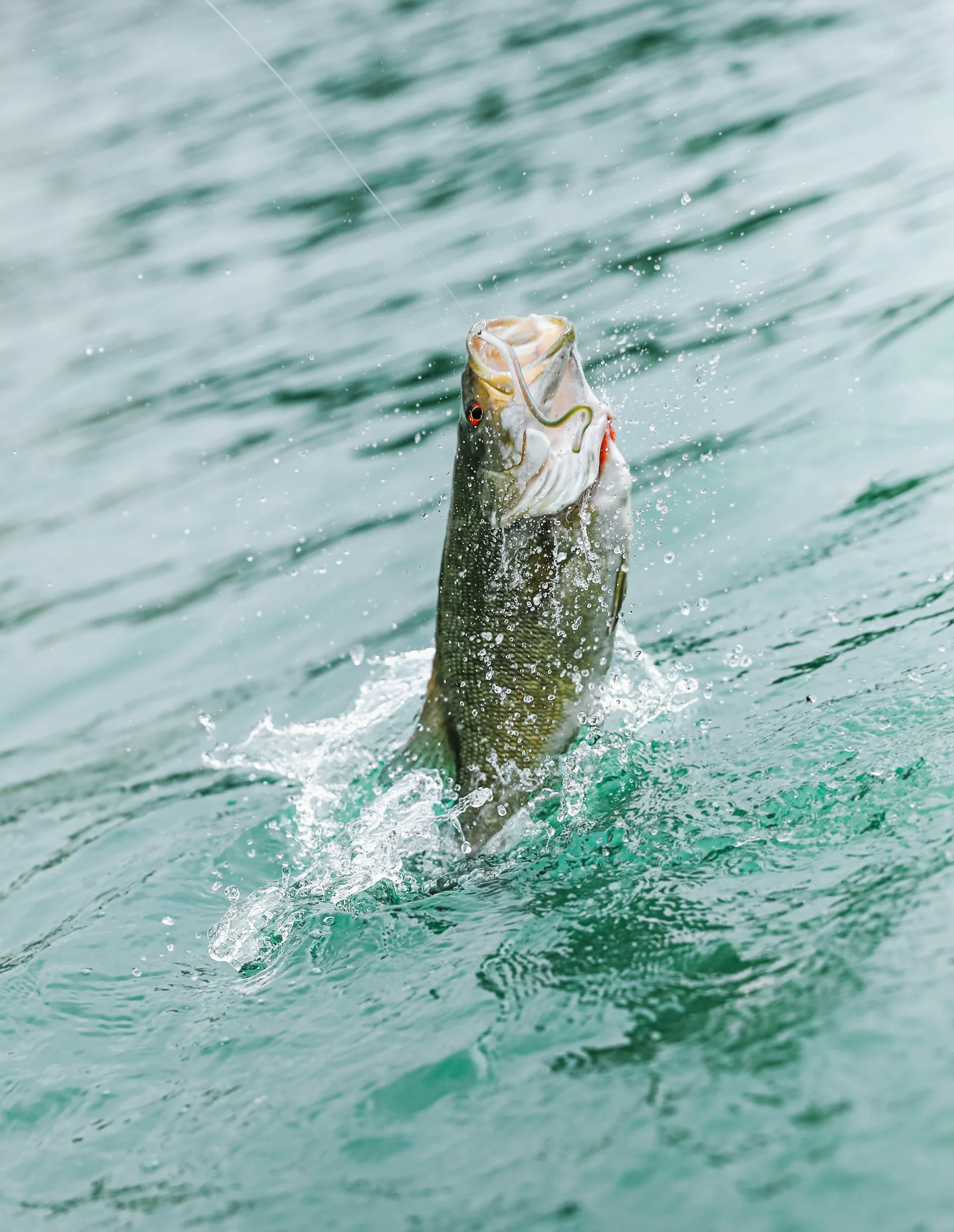 A fish caught on a fishing line jumping out of the water.