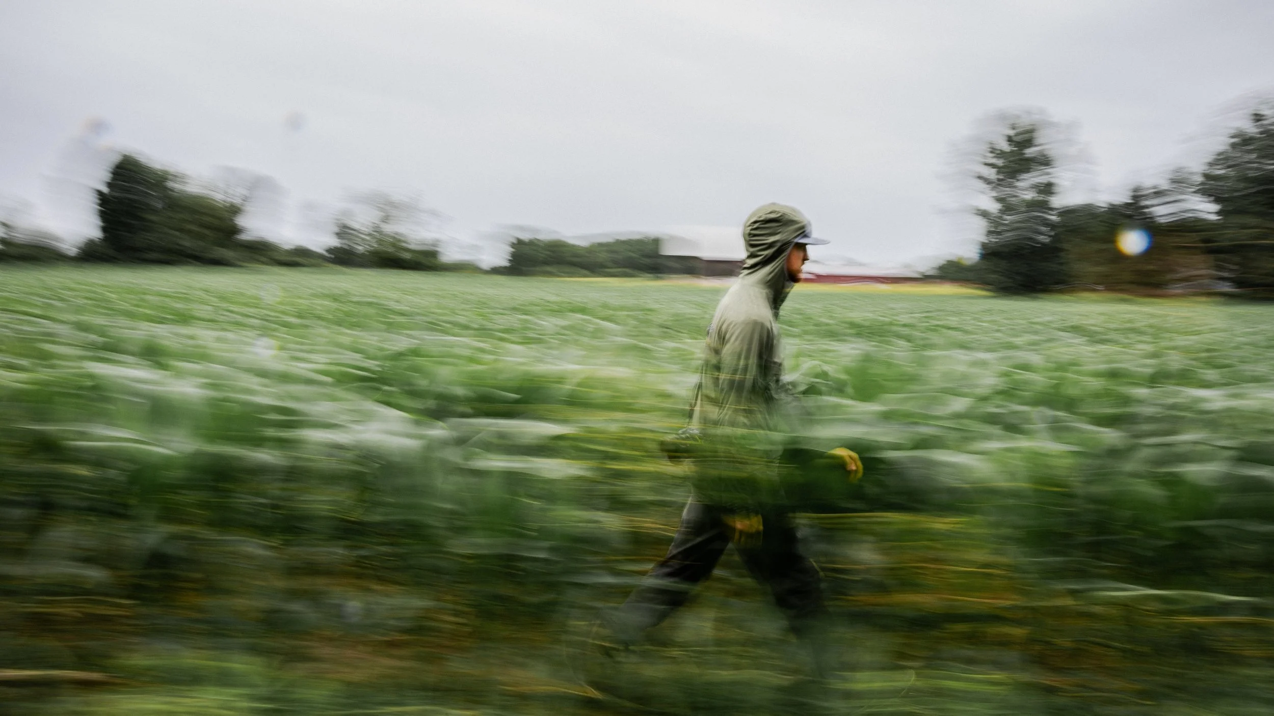 A person dressed in a rain jacket and hat walking through a green crop field on a rainy day with water droplets on the camera lens.