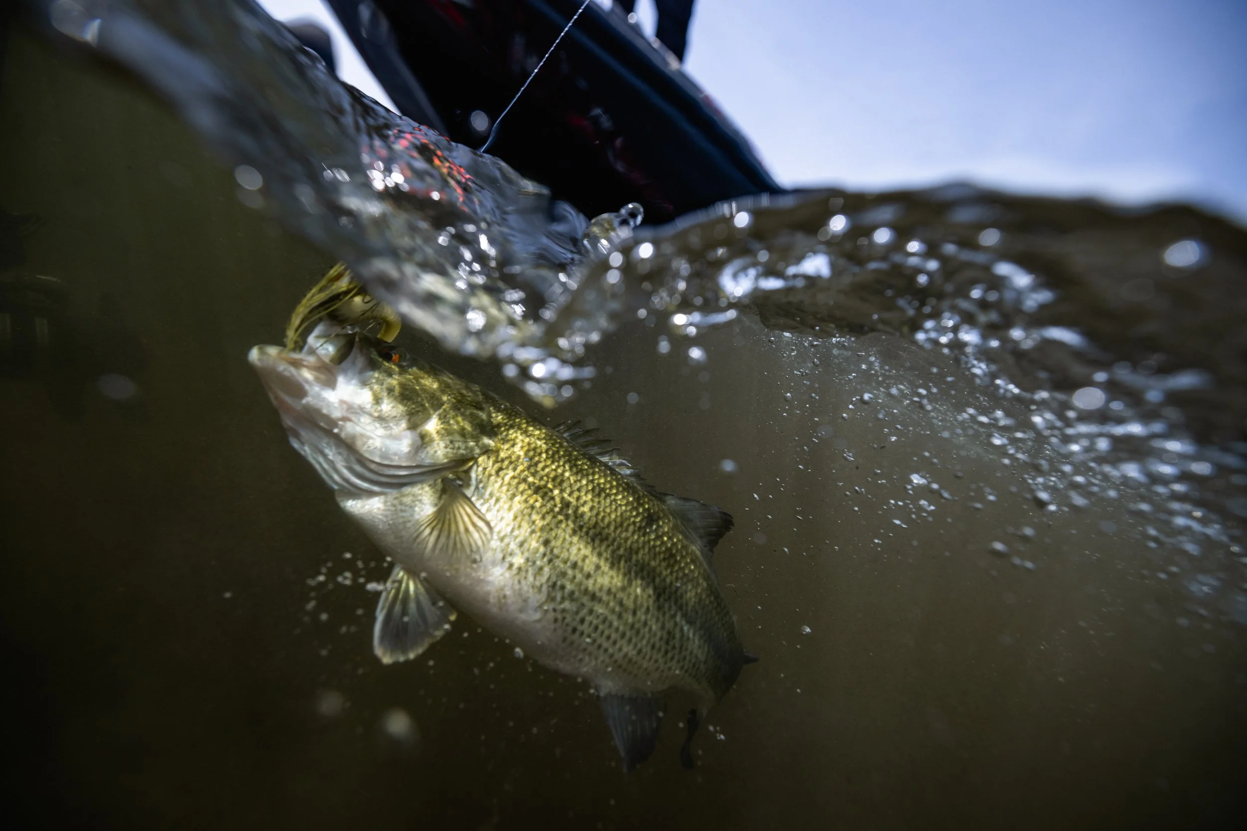 A largemouth bass fish caught while fishing, partially submerged in water with a fishing line attached.