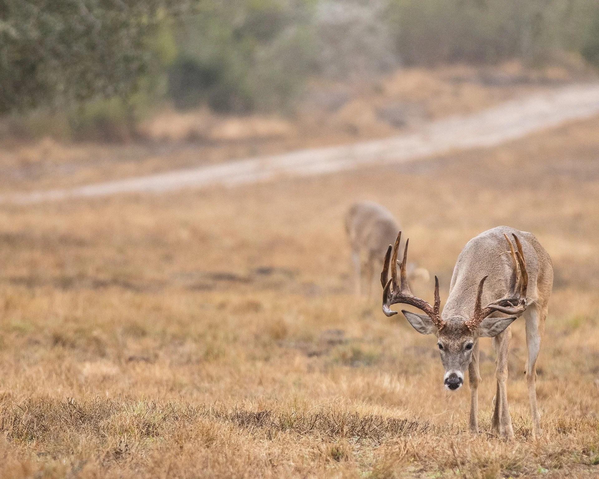 A deer with large antlers standing in a grassy field, with another deer in the background and forest in the distance.