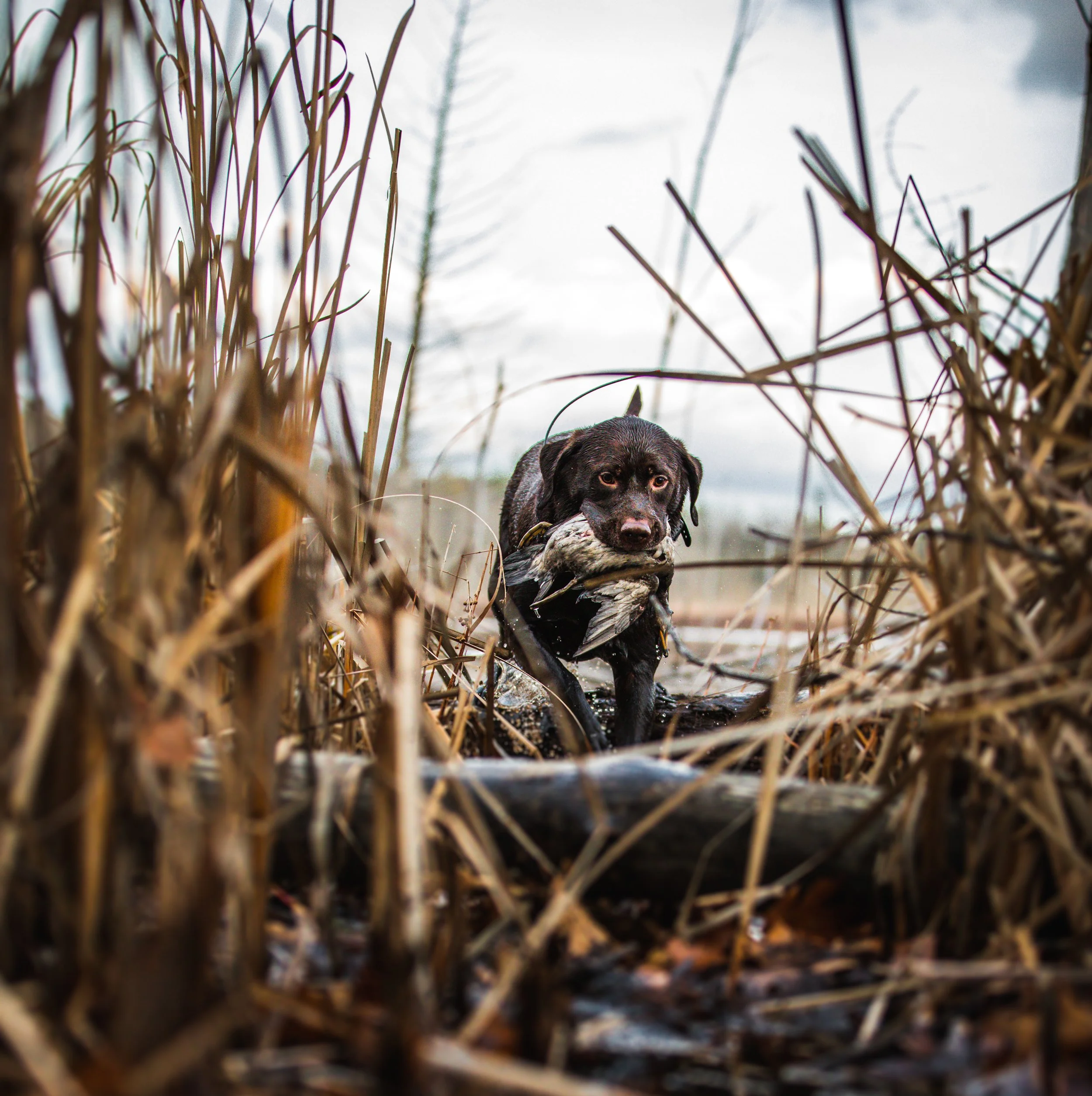 A dog retrieving a duck from a wet marshy area during daytime.