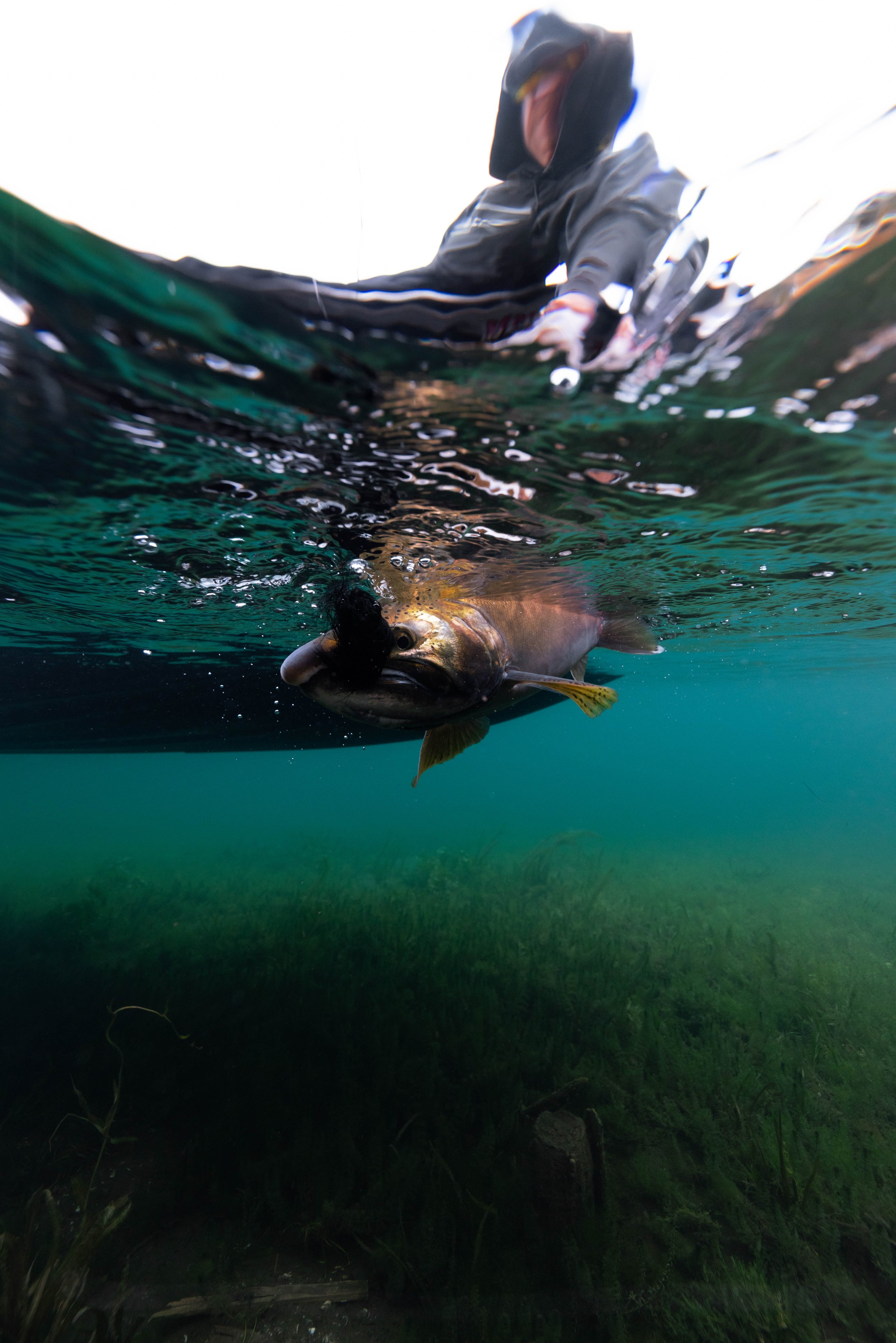 A fish being caught with a fishing lure, with a fisherman in the background, in the water.