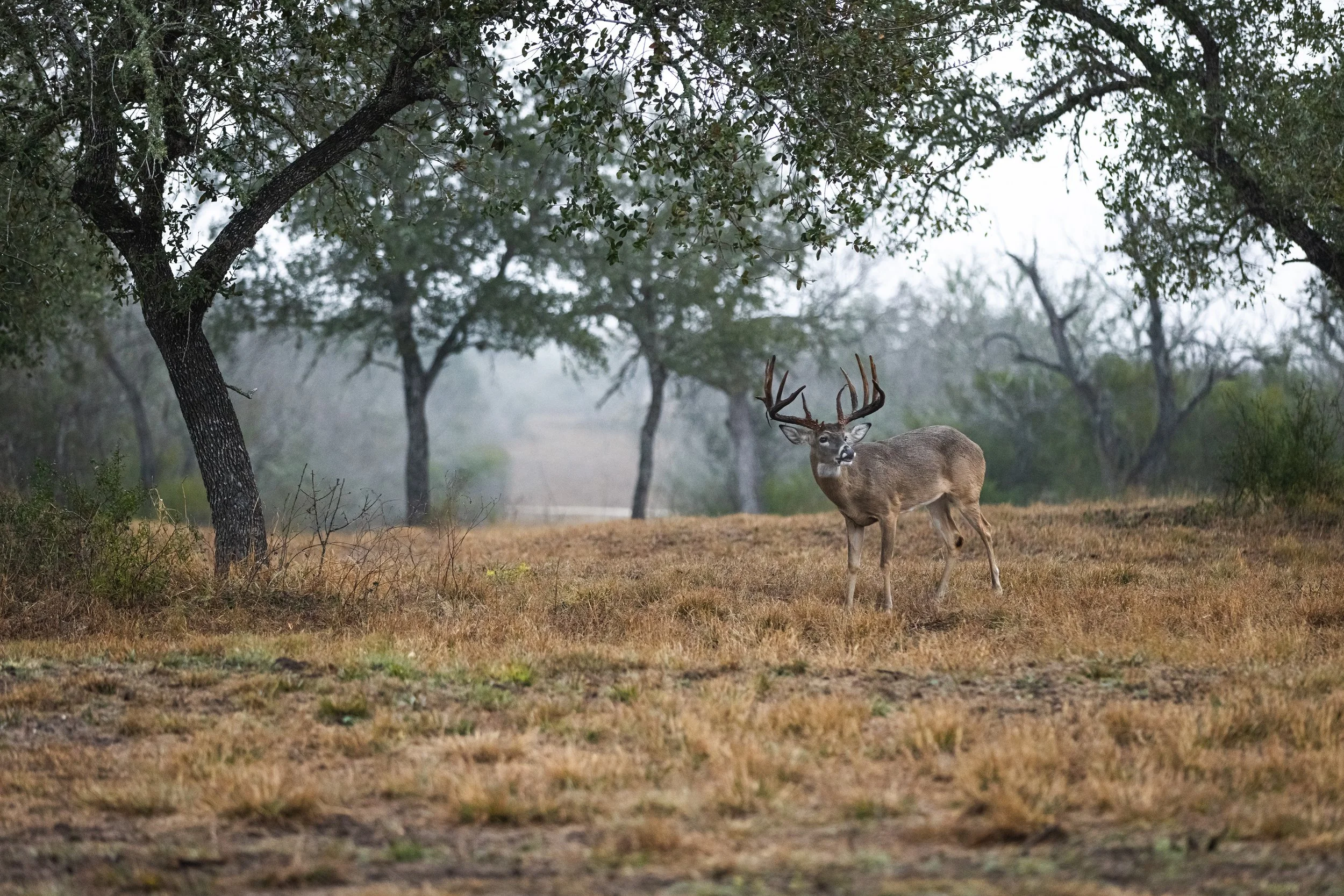 A deer with large antlers standing in a grassy field with trees and fog in the background.